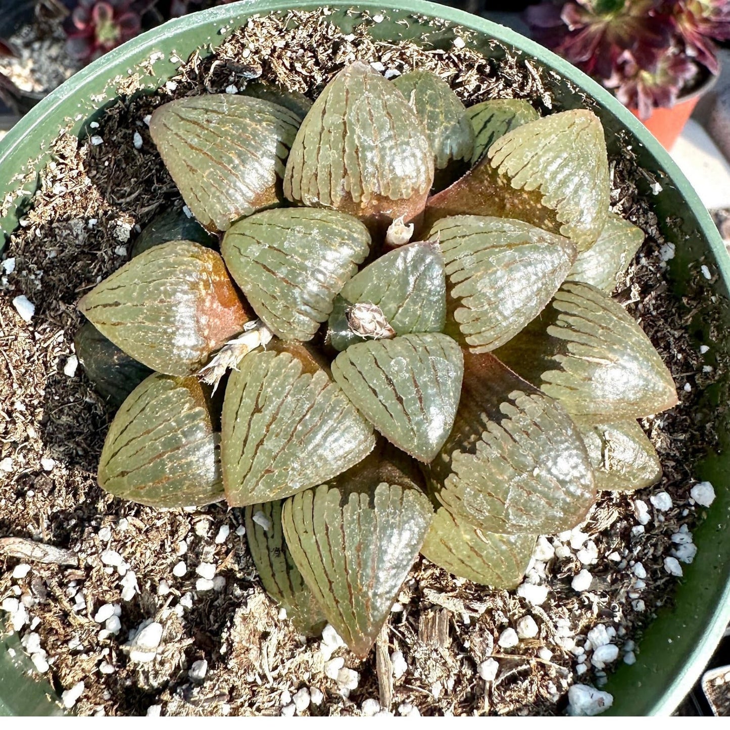 Rare Haworthia Emelyae VAR. Comptoniana Oyayubihime - Succulent Plants – Unique Varieties | Live Indoor Plants | Low-Maintenance | Great for Collectors, Home, Office, and Gifts
