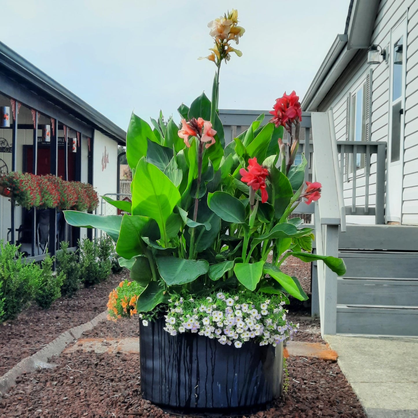 Chinese Coral Canna Lily Bulb – Large Coral Pink Blooms, Bluish Green Foliage, Rare Limited Variety, Zones 3–9, 3–4 Ft Tall, Summer Rhizome, 1 Bulb