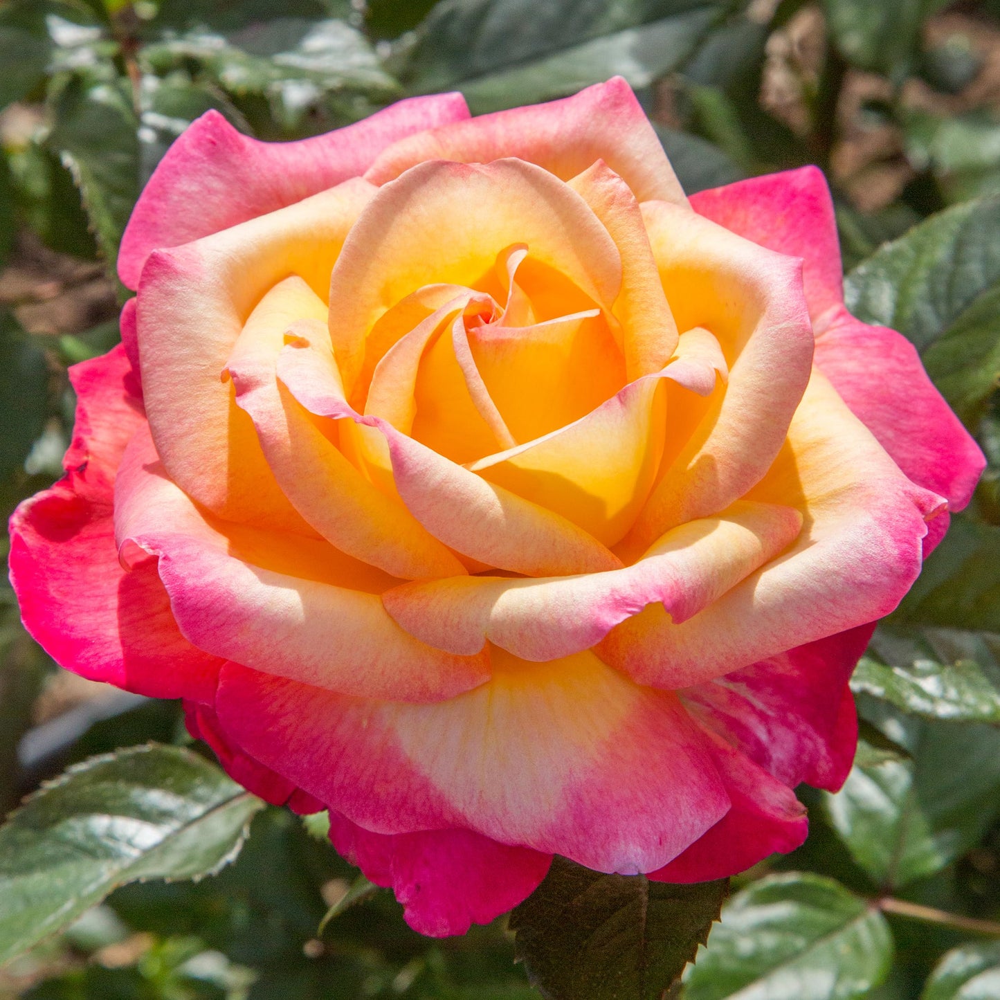 Heirloom Roses Hybrid Tea Rose Plant - Enchanted Peace™ Rose Bush, Hybrid Tea Live Plant for Planting Outdoors