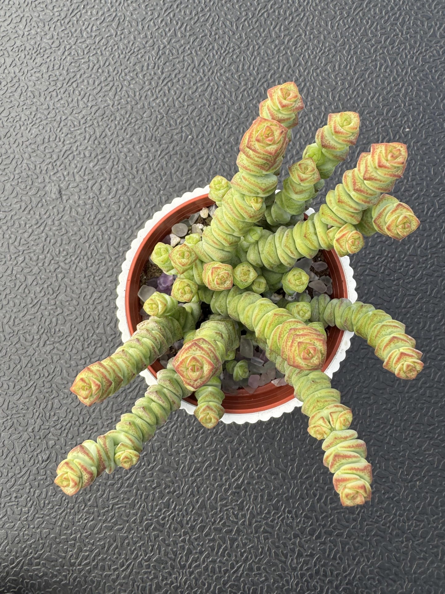 Sprout N Green 4" String of Buttons in White Stripe Pot, Live Crassula 'Baby's Necklace' Trailing Succulent, Rare House Plant for Home Office Wedding Hanging Decoration, DIY Projects, Party Favor