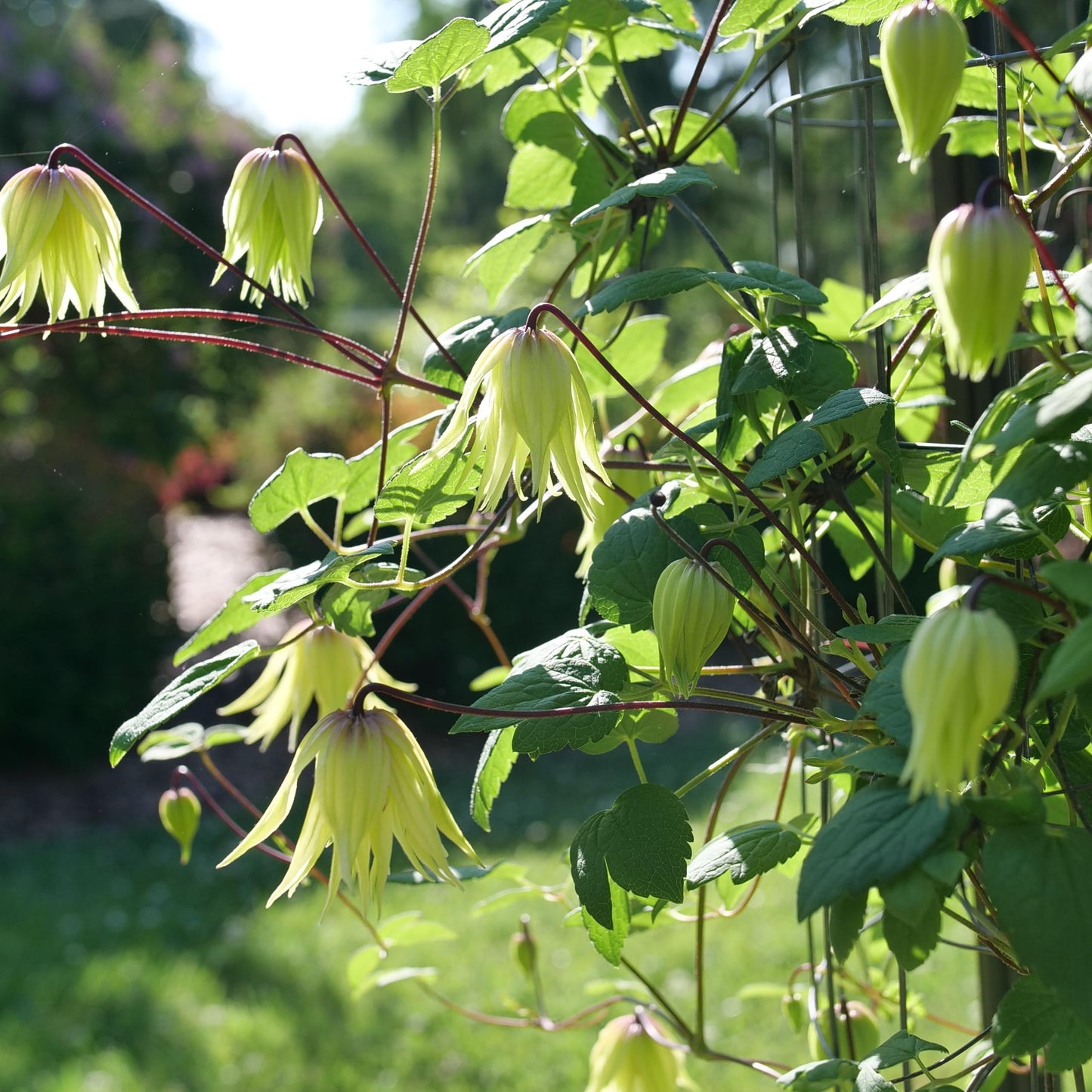 Proven Winners Funyella Clematis (Clematis) Live Plant, 4.5" Qt, 4 Pack
