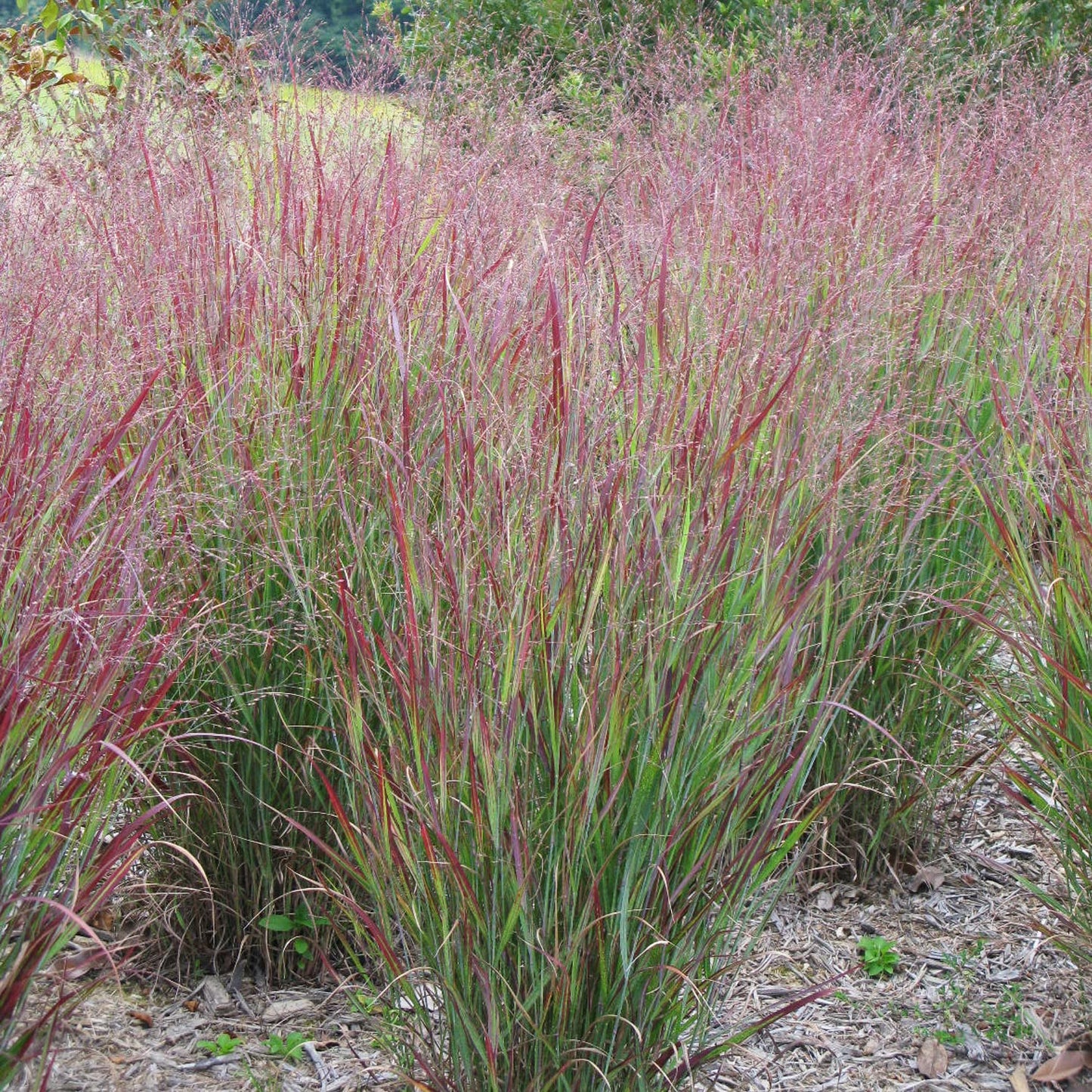 Van Zyverden Ornamental Grass Red Switch Grass One 3.25" Dormant Potted Plant