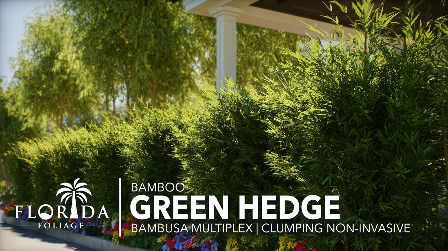 Green Hedge Bamboo | 2 Extra Large Trade 3 Gallon Plants | Bambusa multiplex | Fast Growing Privacy Screen | Clumping Bamboo for Landscapes Gardens Walkways Accent Foundation Beds Decorative Garden