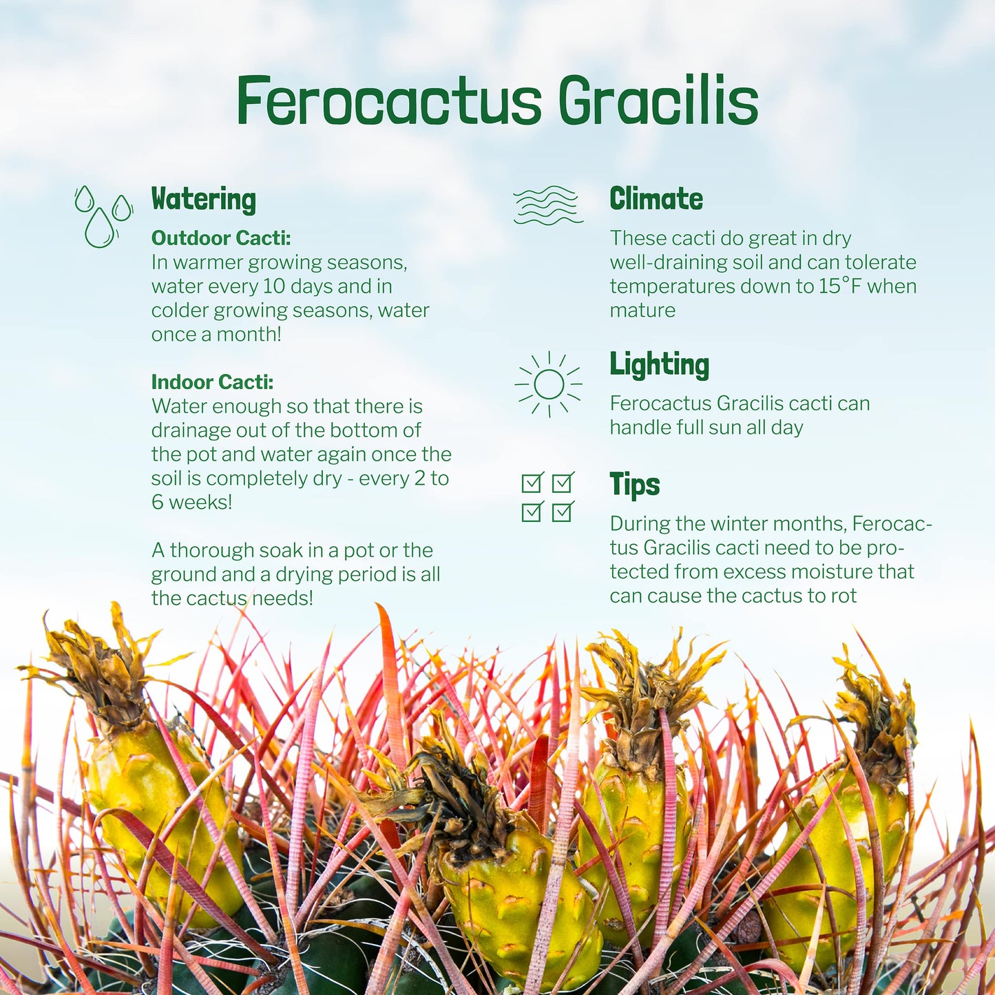 Cactus Outlet - Ferocactus Gracilis - Barrel Cactus - Live Cactus Plants - Barrel Cactus Plants Live - Landscape Ready Barrel Cactus Plants Live Delivered Right to Your Door - Live Plants Outdoor