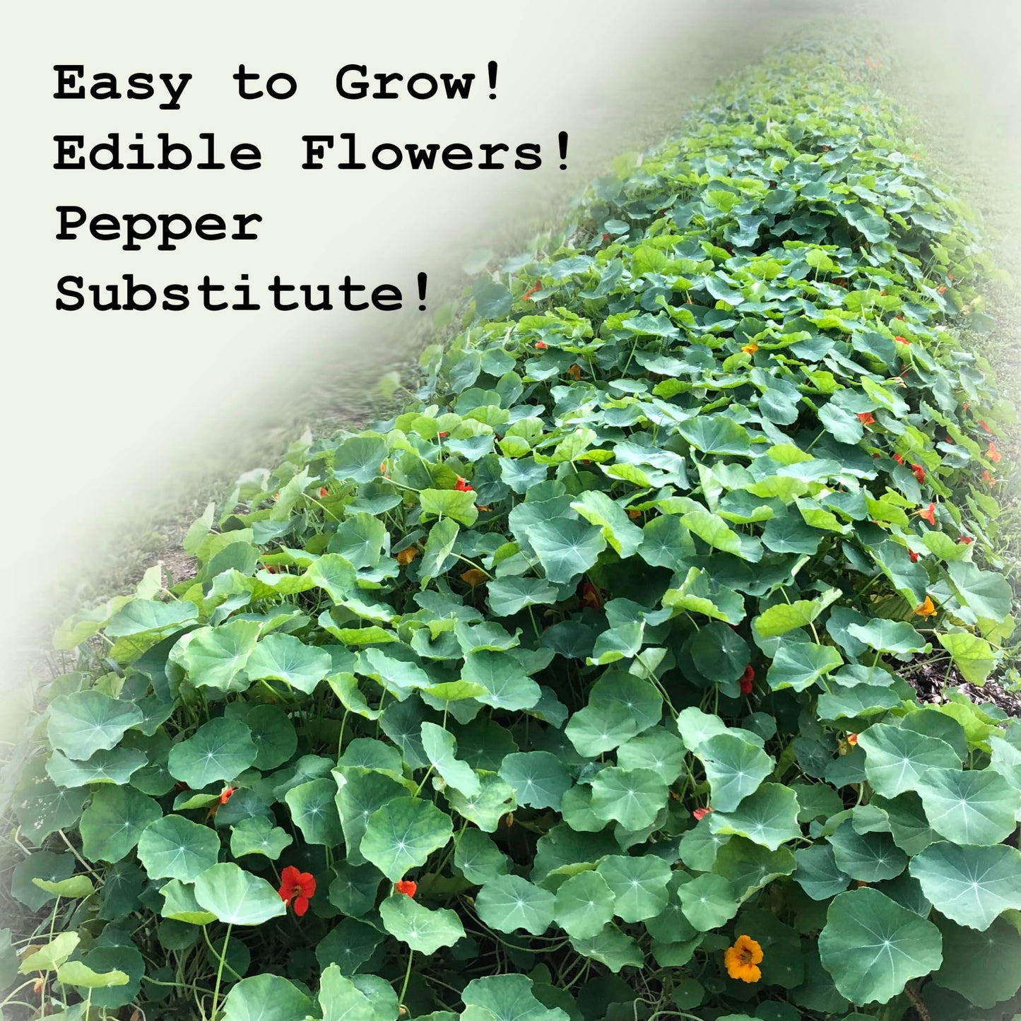 Organic Nasturtium Plant (Tropaeolum majus)- Live Plant in 2.5-inch Pot - Edible Flowers with Peppery Taste for Salads by Smoke Camp Crafts
