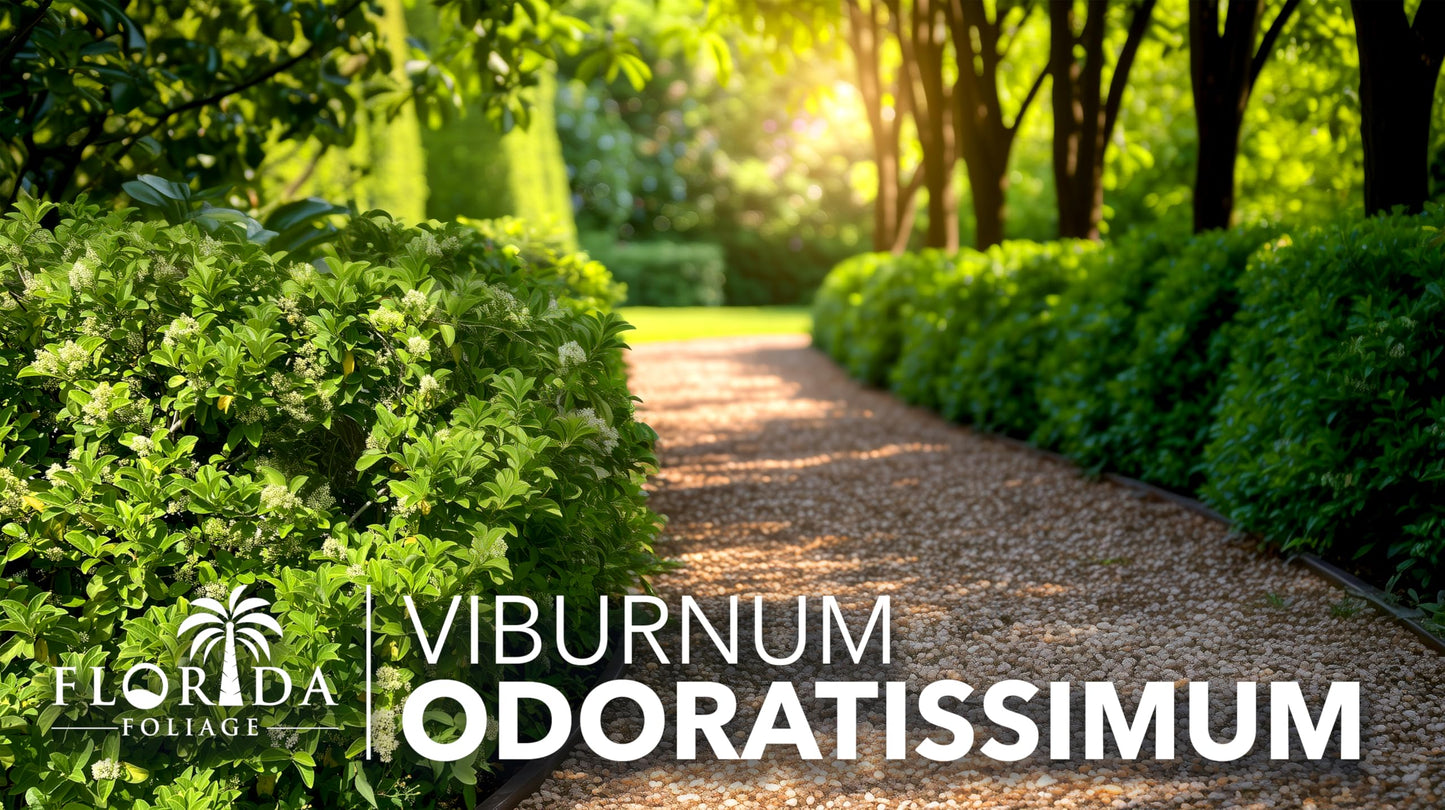 Viburnum Odoratissimum | 20 Live Plants | Fast Growing Shrub, Dense Evergreen Foliage, Fragrant White Flowers, Privacy Hedge, Low Maintenance, Drought Tolerant, Year-Round Interest