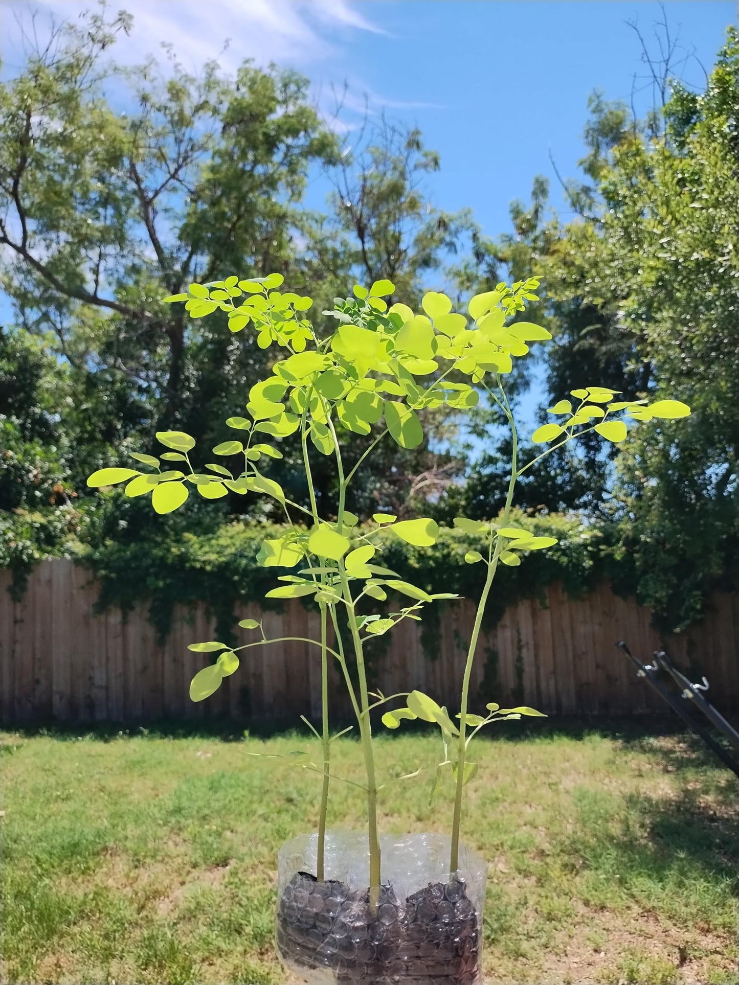 Generic Moringa Trees 3 Live Moringa Plants with Moringa Seeds - Organically Grown - Non-GMO - Miracle Tree - Moringa Oleifera - Herb, Green