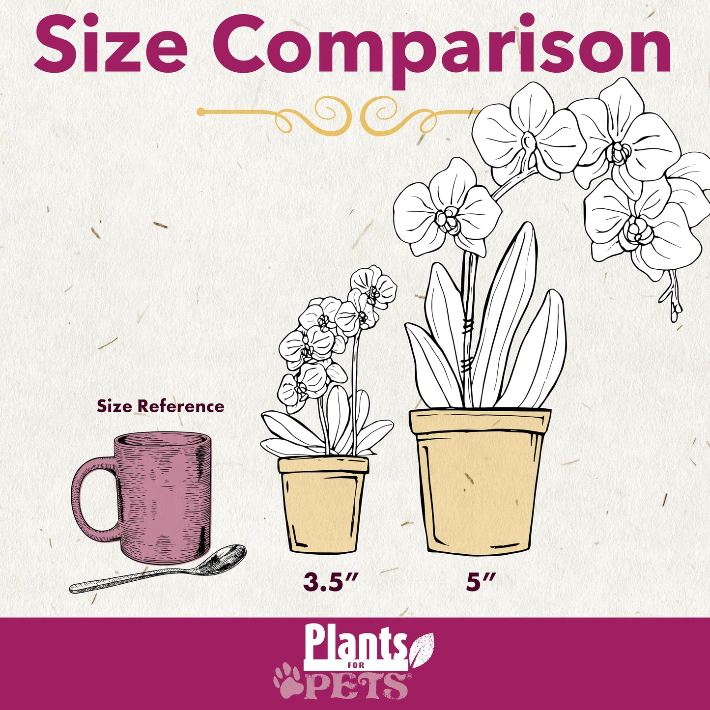 Large Purple Live Orchids Blooming in 5" Blue & White Orchid Pot, Pet Friendly Live Plant Gifts for Plant Lovers, Approx. 22"+ Tall, Real Houseplants, Phalaenopsis Moth Flowers by Plants for Pets