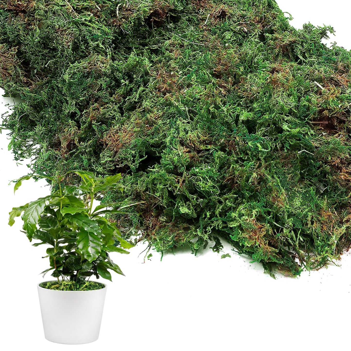 10oz Natural Green Moss for Plants Indoor - Dried Forest Real Moss for Crafts, Artificial Fairy Gardens, Mosswall, Glass Terrariums, Floral Design, Home Decor