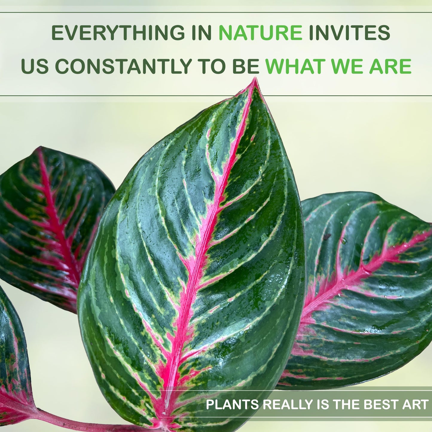 LEAL PLANTS ECUADOR Aglaonema Commutatum 'Schott' (Red Vein) – Rare Dark Foliage Chinese Evergreen – Live Indoor Plant