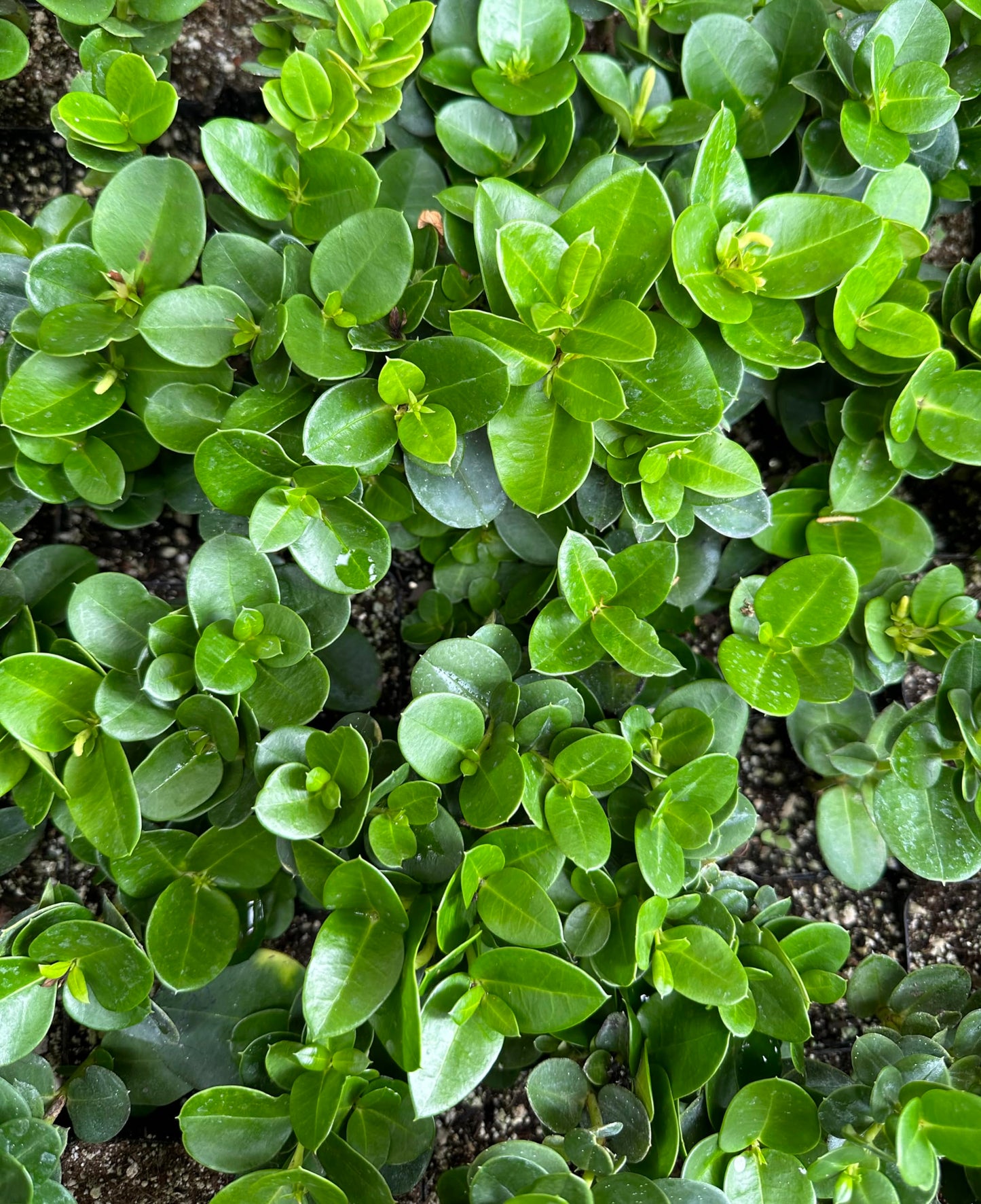 Dwarf Natal Plum Plant (Carissa macrocarpa Nana) - 2" Pot