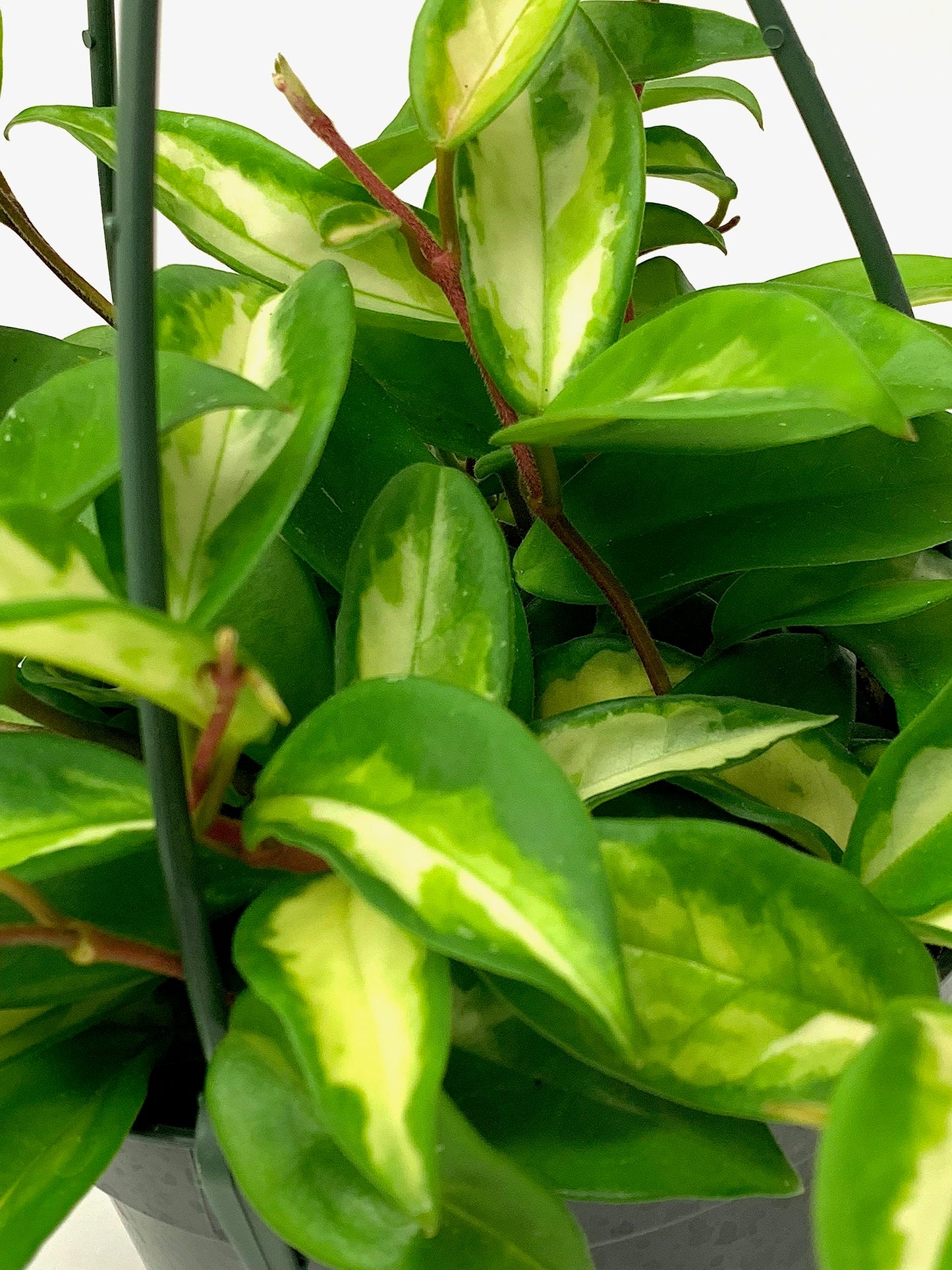 Hoya Krimson Princess, Hoya Carnosa Vareiagata, Trailing Plant, Live Hoya Plant, Hoya Plants Live Houseplant Live Arrival Guaranteed (2" Pot with 1 Small Plant)