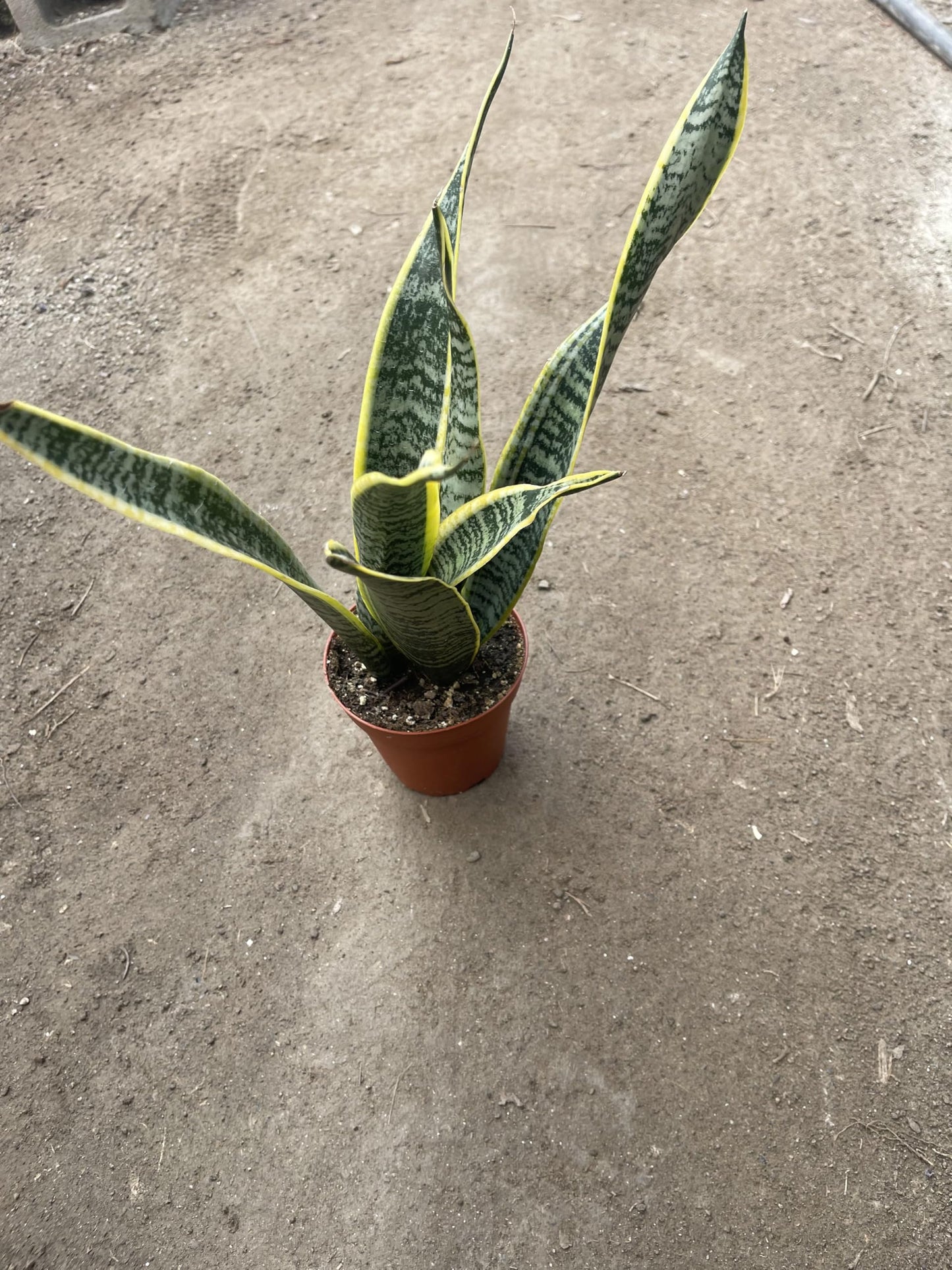 Live Snake Plant (Sansevieria/Dracaena Trifasciata) – 4 Inch Potted Indoor Plant – Easy Care Air Purifying Houseplant – Low Light Succulent for Home or Office Decor Around 12in Leaves