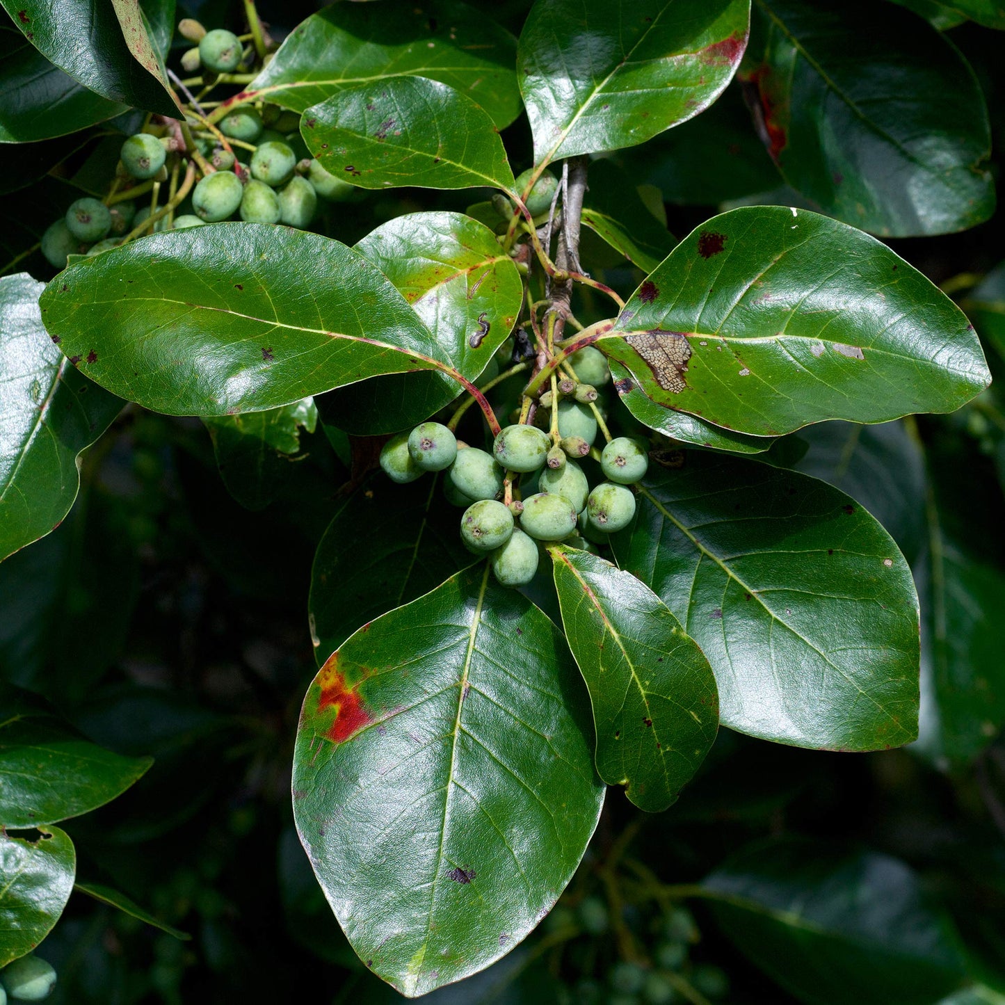 Black Tupelo | Medium Tree Seedling | The Jonsteen Company