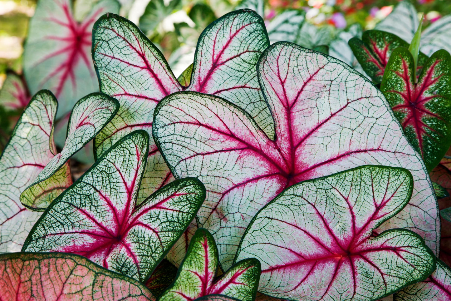 6 Angels Wings Caladium Bulbs for Planting - Perennial Hosta, Elephant Ears