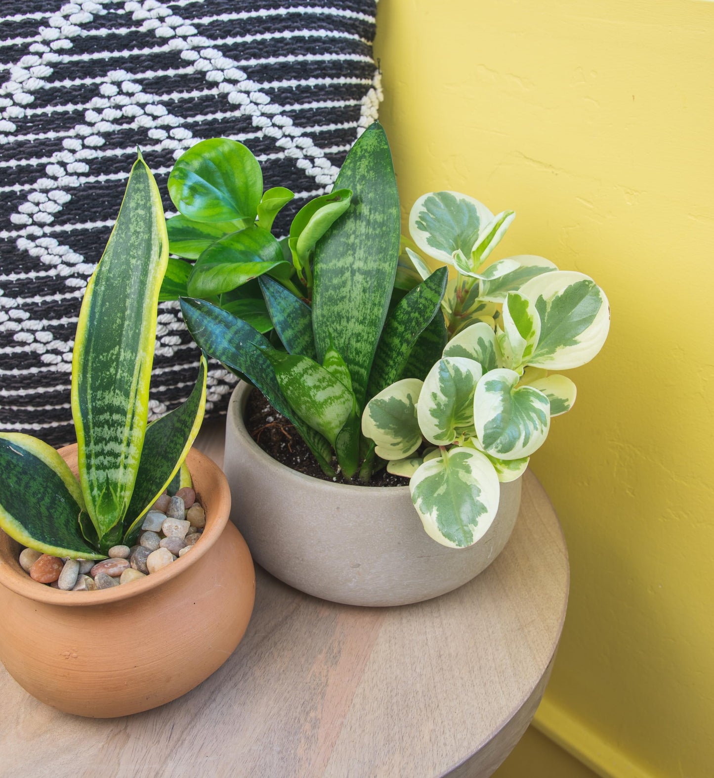 Altman Plants, Classic Houseplant Collection (4PK) Live Plants Indoor Plants Live Houseplants in Plant Pots, Easy House Plants Indoors Live, Snake Plant, Pothos in Potting Soil, Clean Air Plants