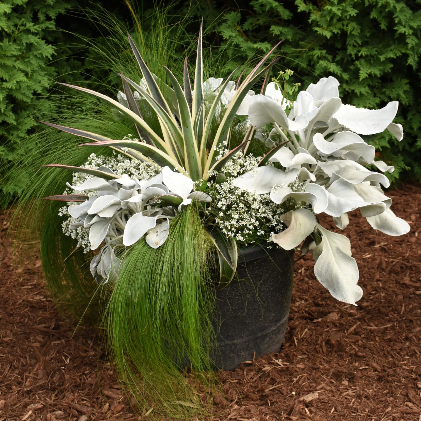 Snow Leopard Mangave, Live Plant in 3" Grower Pot, Easy Care, Houseplant.