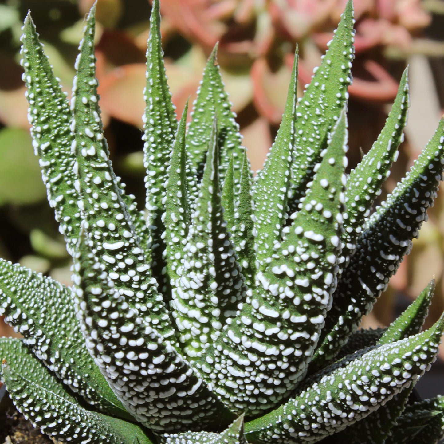 Altman Plants, Live Succulents Plants Live Window Plants (8PK), Live Indoor Plants Live Houseplants, Live Plants Indoor Cactus Plants Live, Succulent Plants House Plants Indoors Live in Succulent Soil
