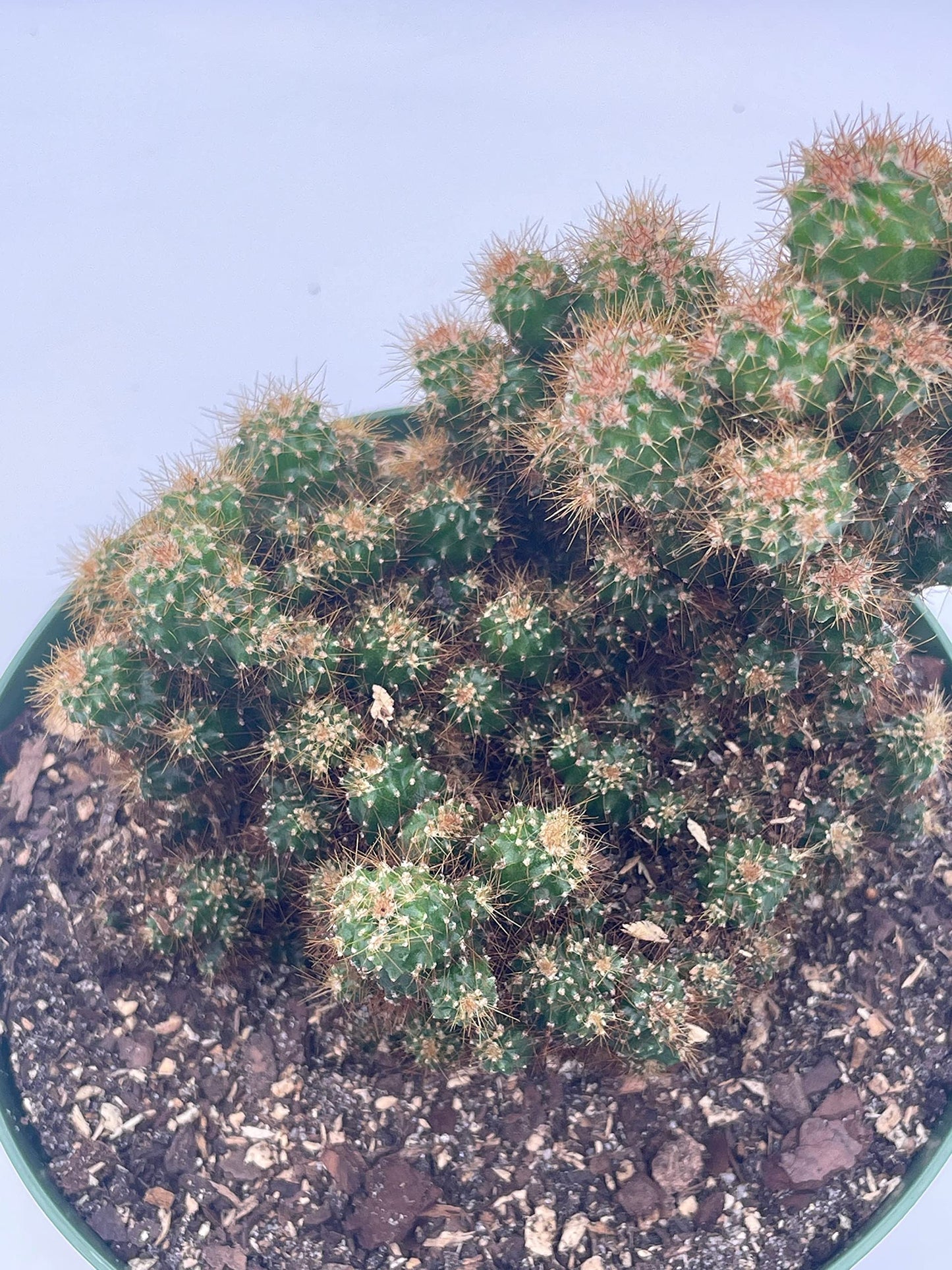 BubbleBlooms Peruvian Apple Cactus in a 6 inch Pot Crested, Repandus, uruguayanus, Hedge Cacti, Cereus