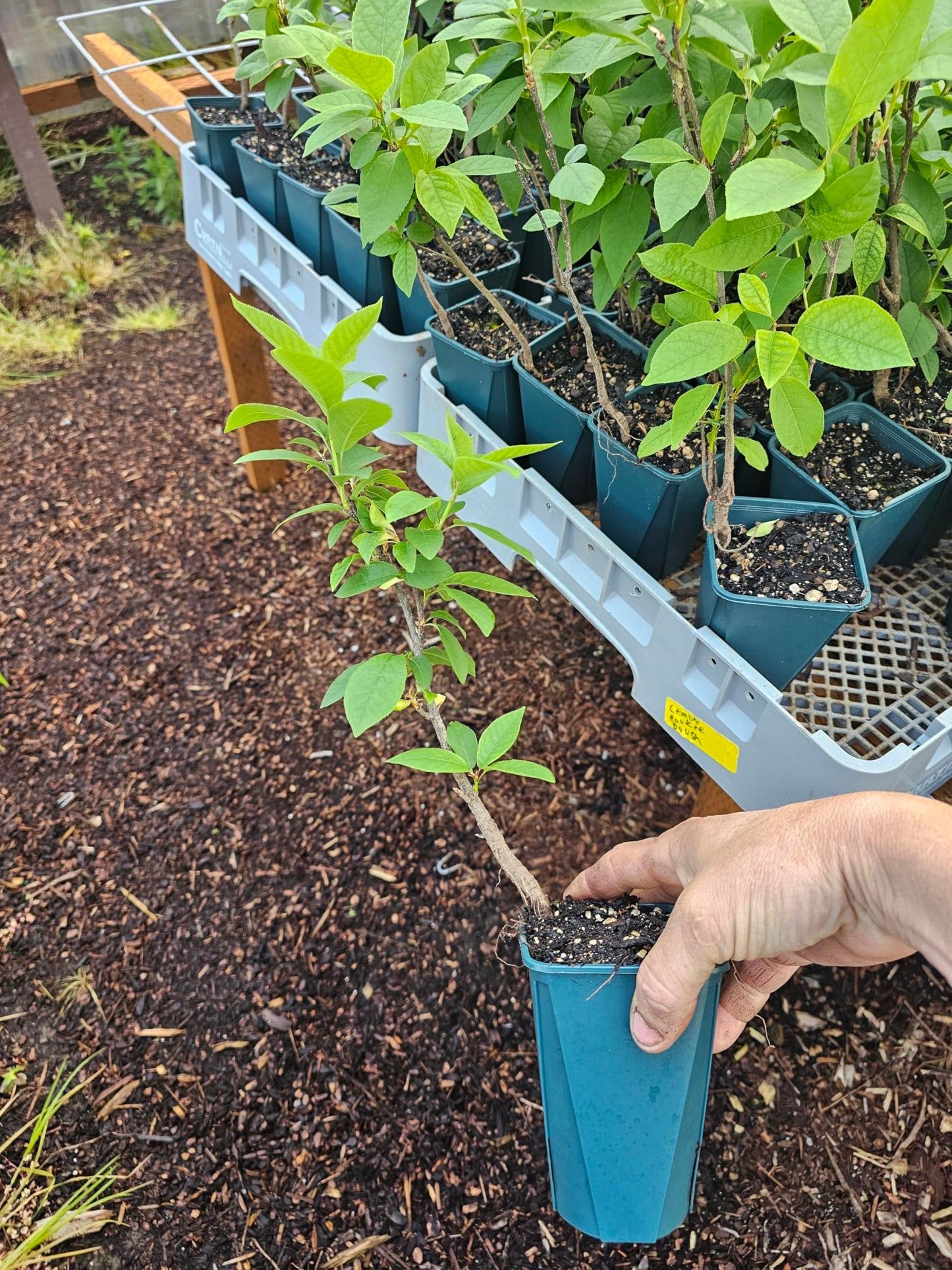 Black Chokecherry Tree Sapling, Live Fruit Tree in 5 Inch Pot, Medium Plant