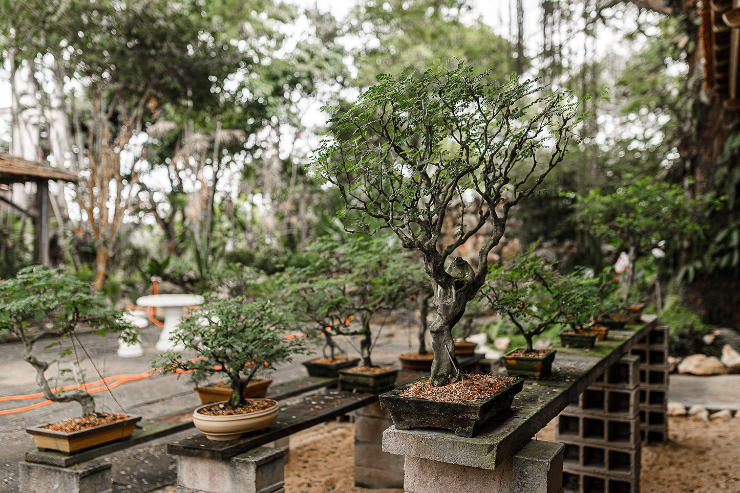 Bonsai Tree Bundle | Collection of 5 Live Tree Seedlings | The Jonsteen Company
