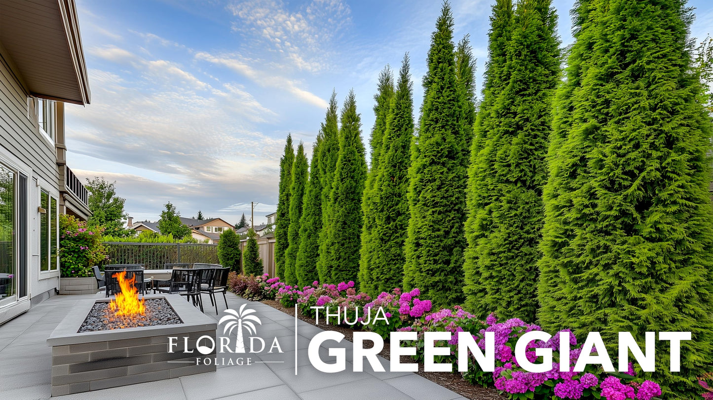 Thuja Arborvitae Green Giant - 5 Live Quart Size Plants - Evergreen Privacy Trees