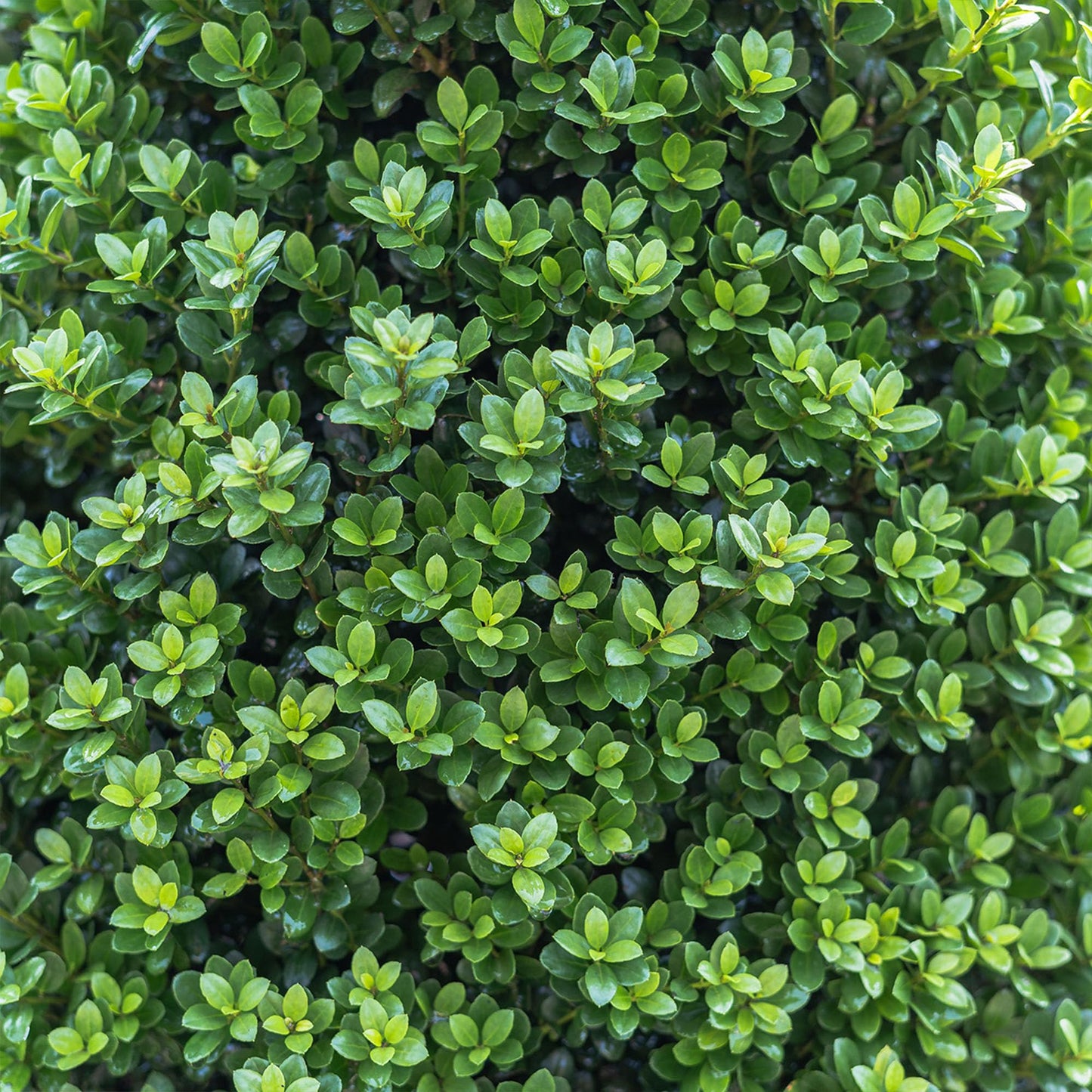 Perfect Plants Steeds Holly Bush 1 Gallon | Tall Evergreen Shrub in Growers Pot for Privacy Shield or Landscape Interest.