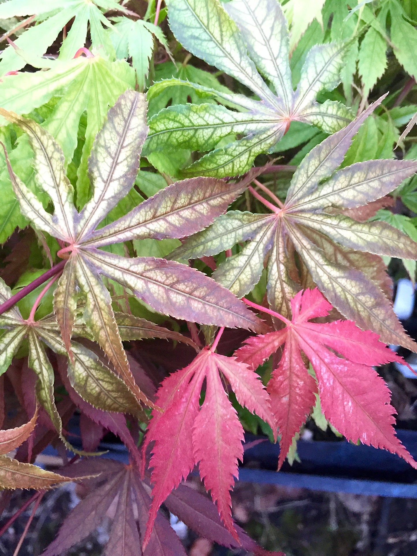 Wills Devine Japanese Maple 2 - Year Tree