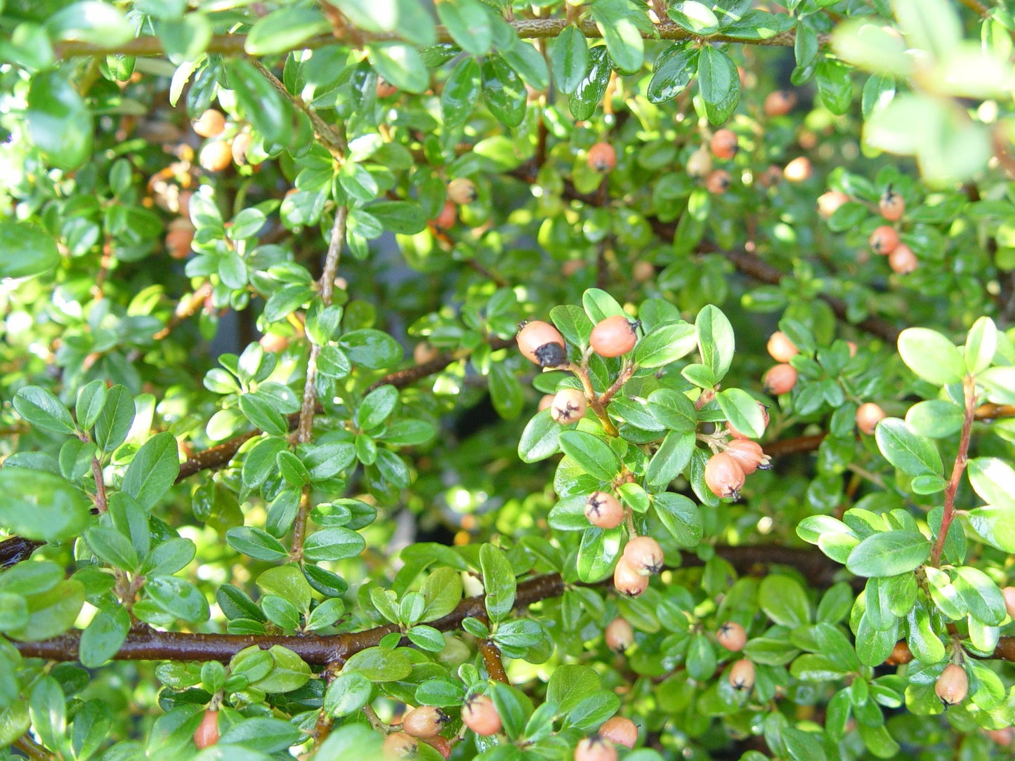 Cotoneaster dammeri 'Coral Beauty' (Coral Beauty Cotoneaster) Shrub, 3 - Size Container