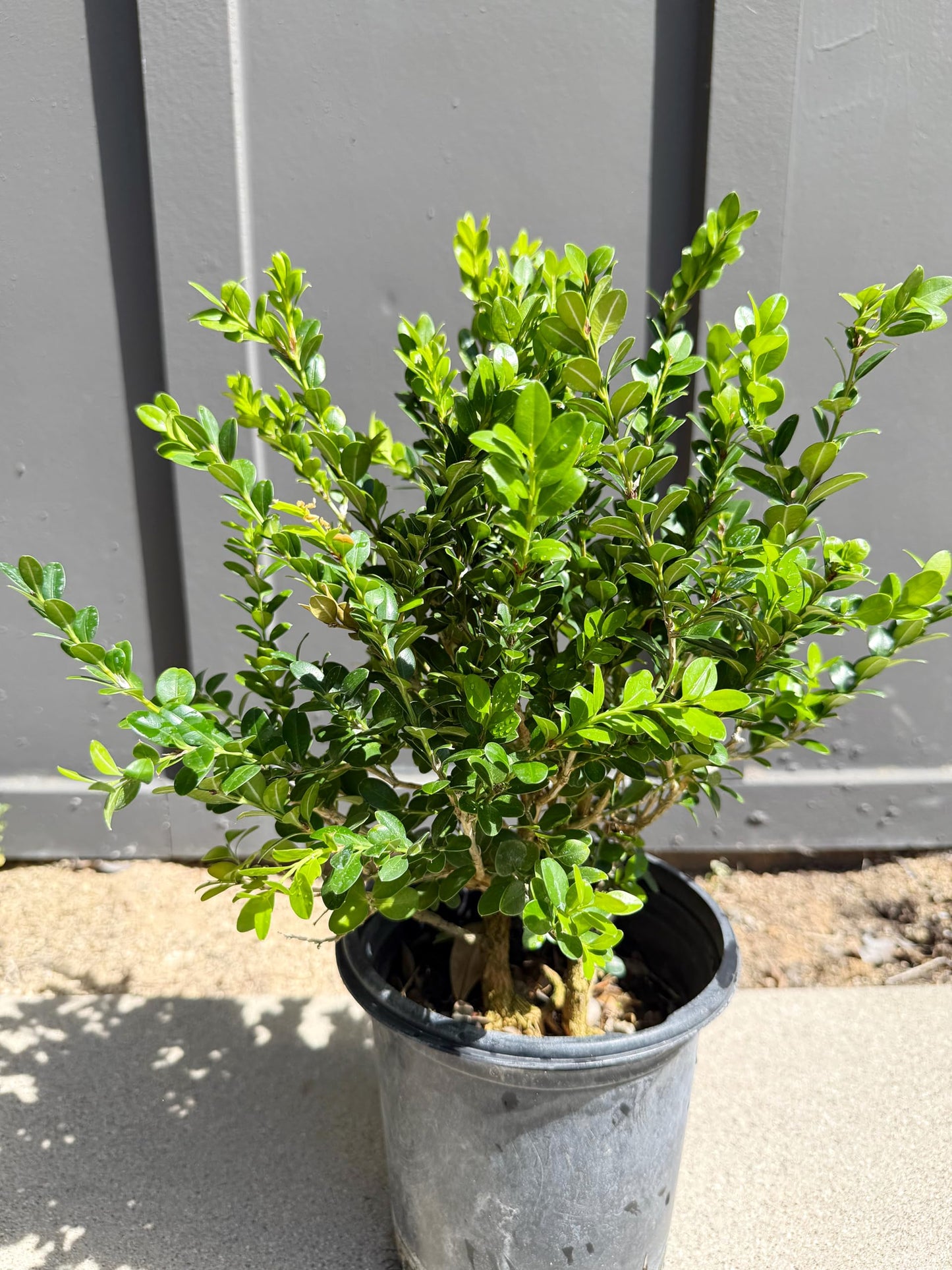 My Shelfie – Green Beauty Boxwood (Buxus microphylla ‘Green Beauty’), 1-Gallon Live Evergreen Shrub for Hedges, Borders, Topiary, and Outdoor Landscape Décor (1)