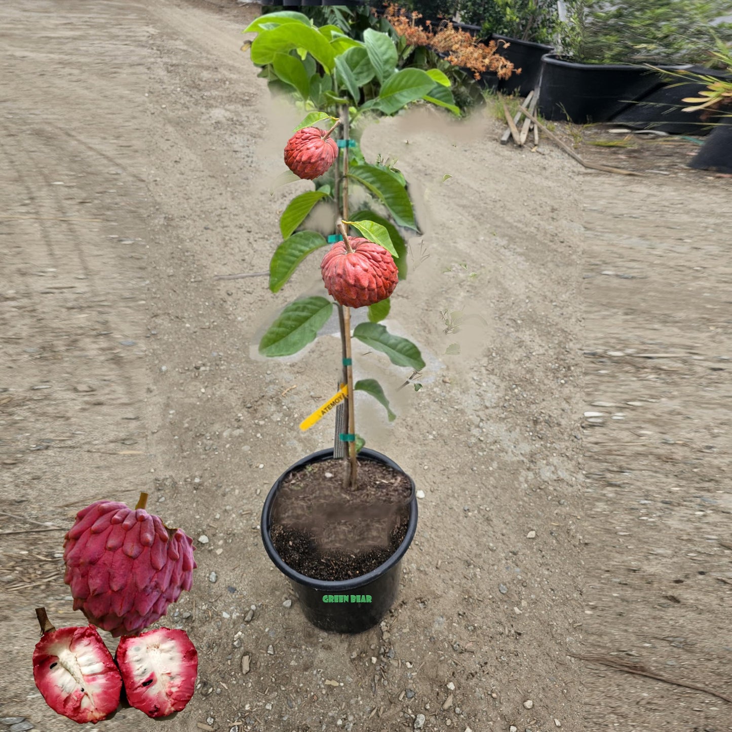 Live Grafted Atemoya Fruit Tree, Mature Tropical Plant with Red Fruits, Potted, Pre-Producing 2-3FT Tall 5 Gallon Potted