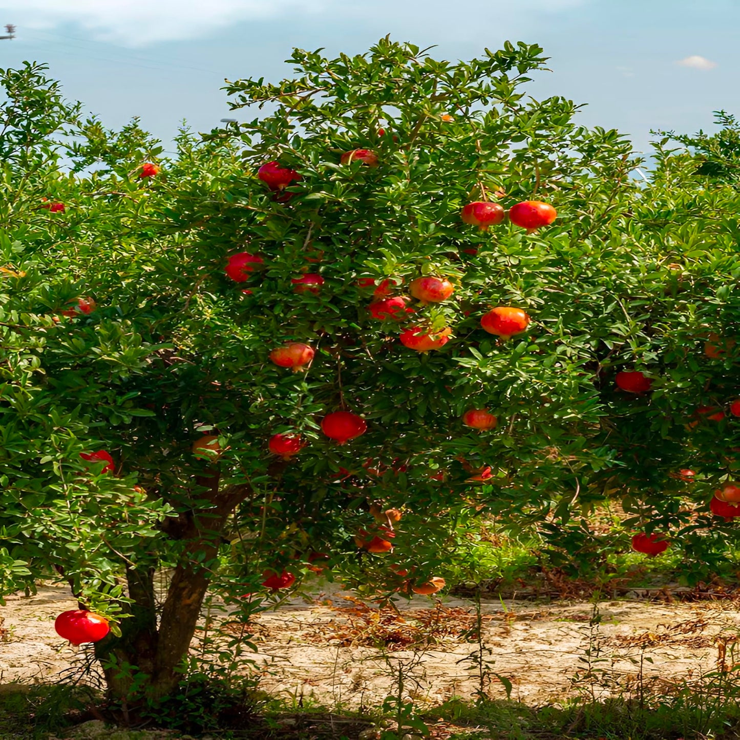Eversweet Pomegranate Tree Live Plant – Seedless Sweet Pomegranate Plant for Home Garden, Orchard & Outdoor Growing, Hardy Fruit Trees for Sale (Liner/Starter/Potted/Set of 2 Plants)