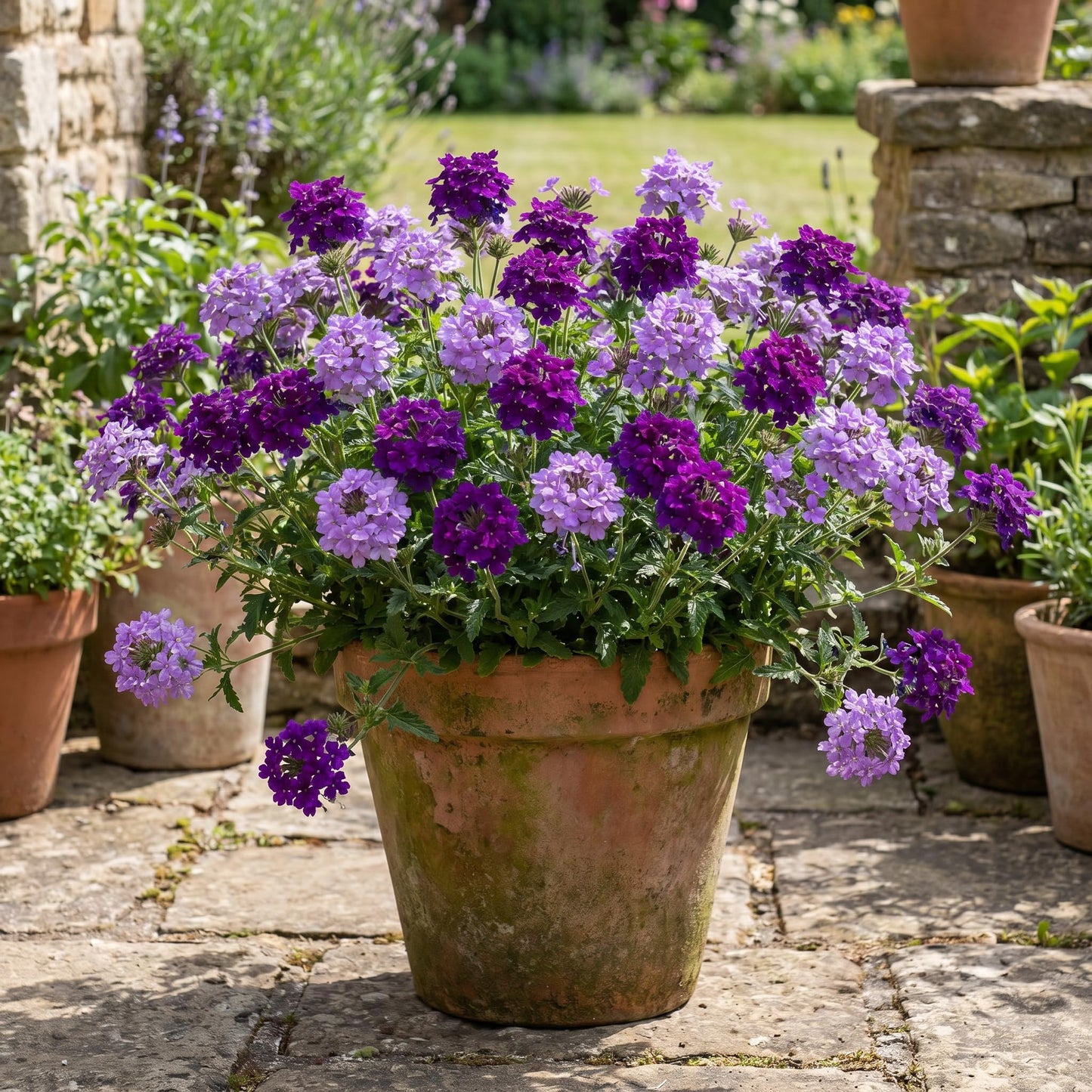 2 Dark Purple Verbena Live Plants, Trailing Verbena Plants for Planting Outdoor, Perennial Ground Cover Flowers 4-7 Inches