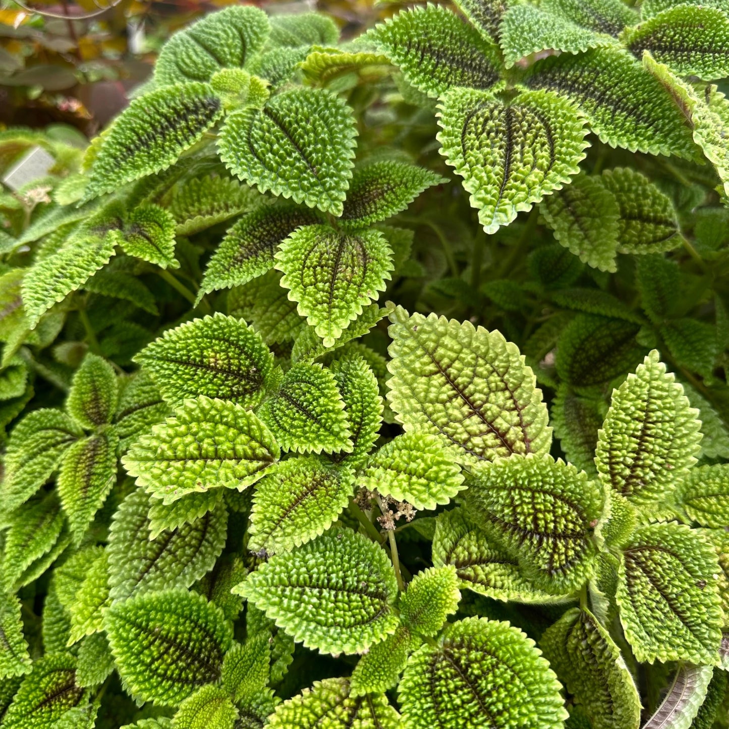 Pilea Moon Valley | Live Plant for Indoor & Outdoor | for Living Room, Office, Bathroom | (4" Pot)
