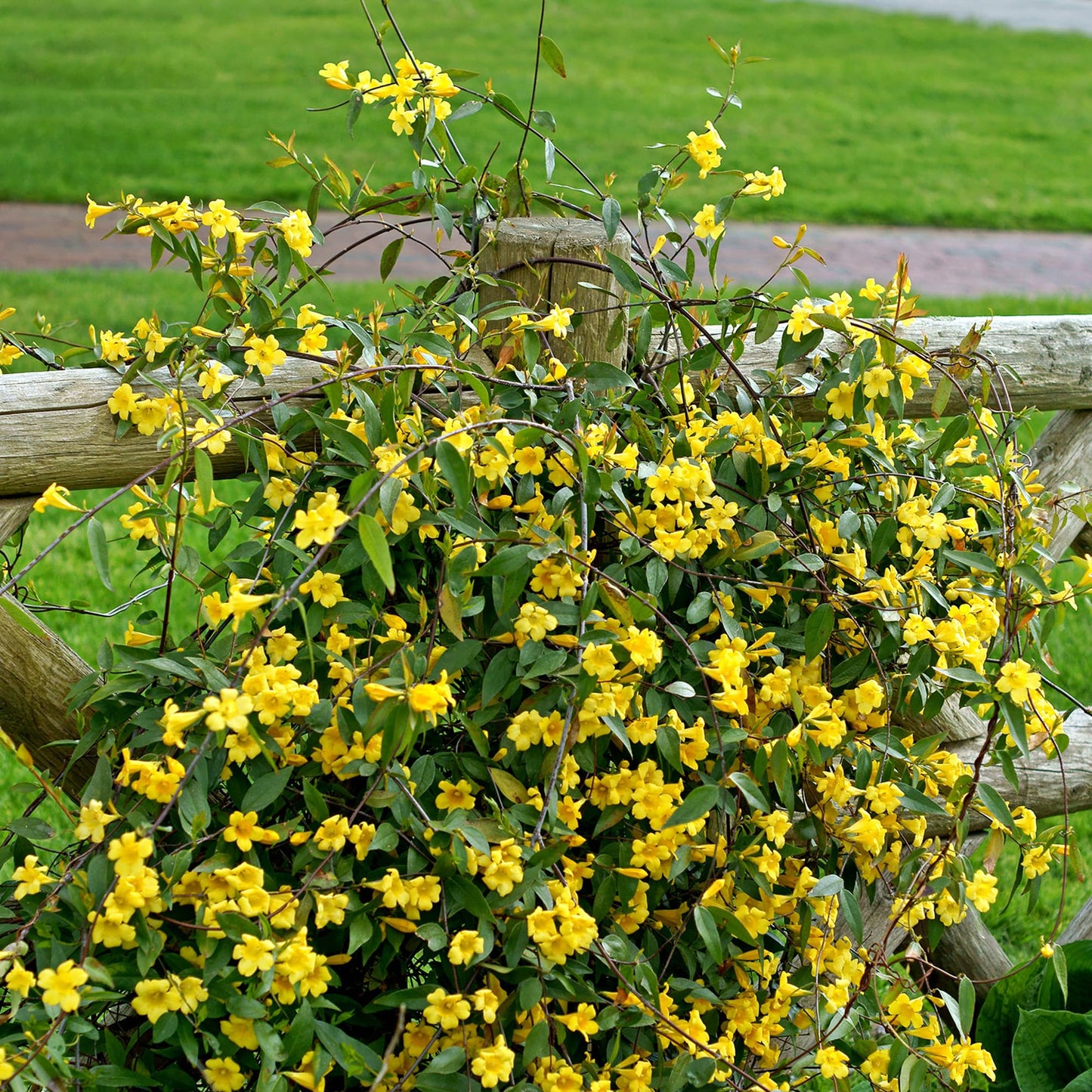Perfect Plants Yellow Carolina Jessamine 1 Gallon | Live Shrub for Gardens | Fragrant Spring Blooms