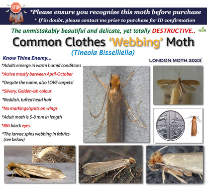 LONDON MOTH KILLER 10 (TEN) Premium Sticky Pheromone Moth Traps for the Common Clothes Moth and Similar Variants, for Wardrobes, Clothes and Carpets. inc. eBook