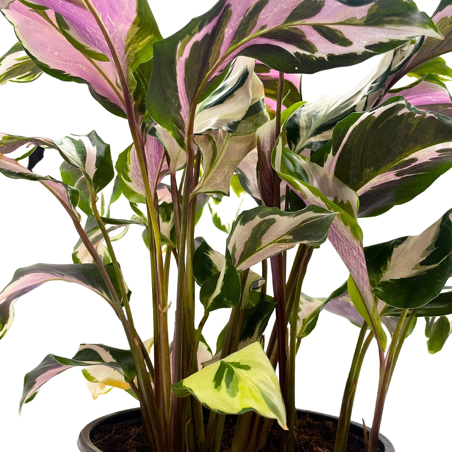 BubbleBlooms Calathea Stella in a 6 inch Pot Beautiful White Variegated House Plant Lietzei Fusion White