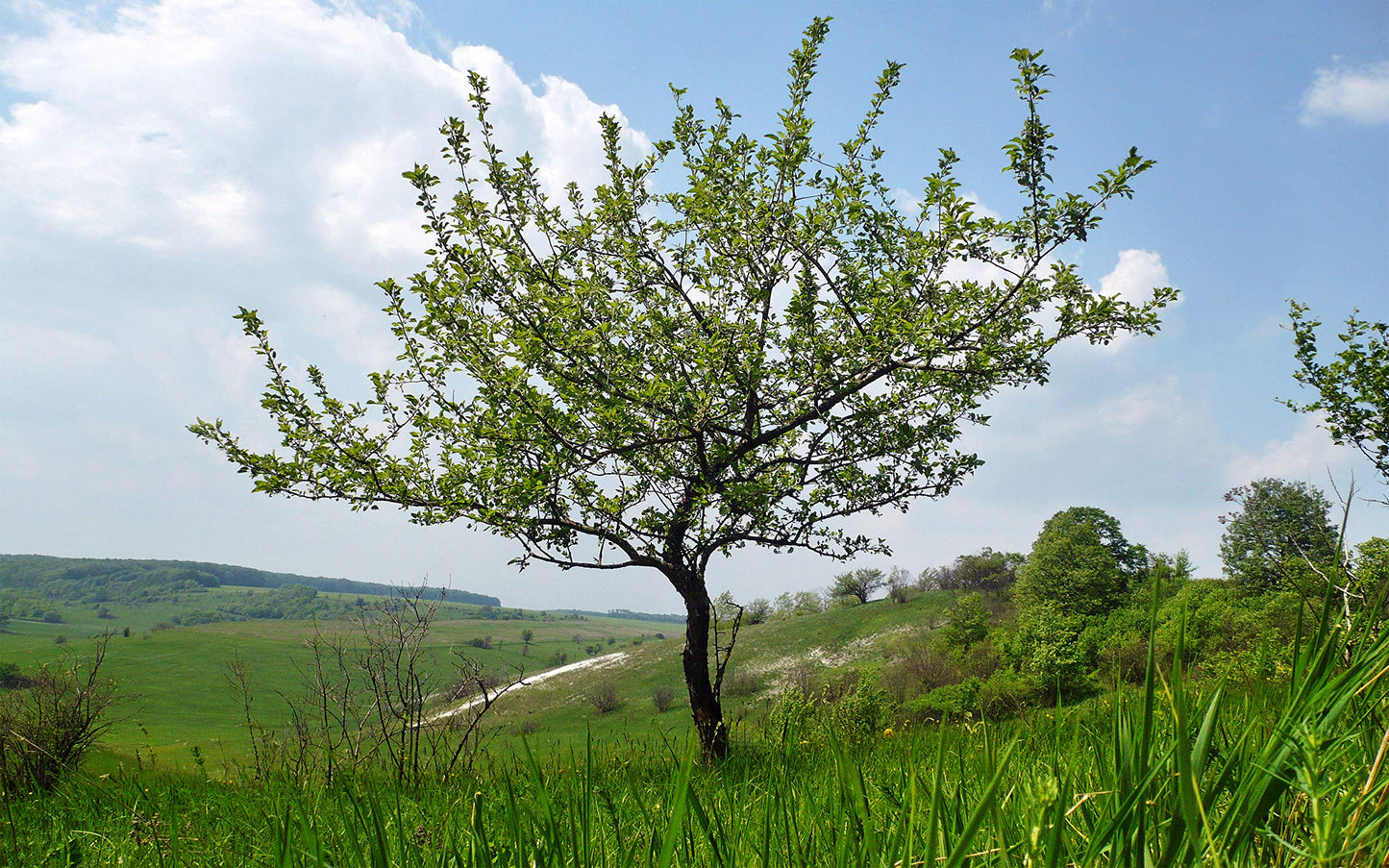 Antonovka Apple | Medium Tree Seedling | The Jonsteen Company