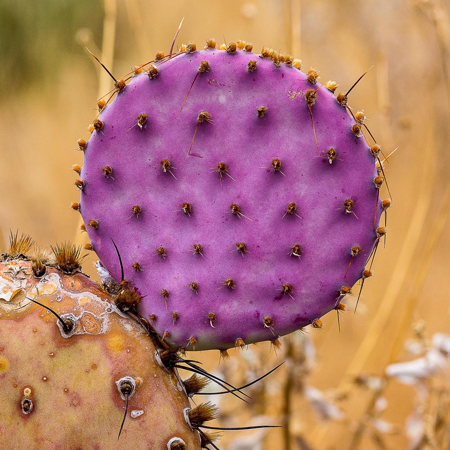 8 Months Old Purple Prickly Pear Cactus Plants Live Potted, 4-6 Inch Tall, Prickly Cactus Live Plant Indoor Outdoor Planting, Hardy Succulent for Home or Garden