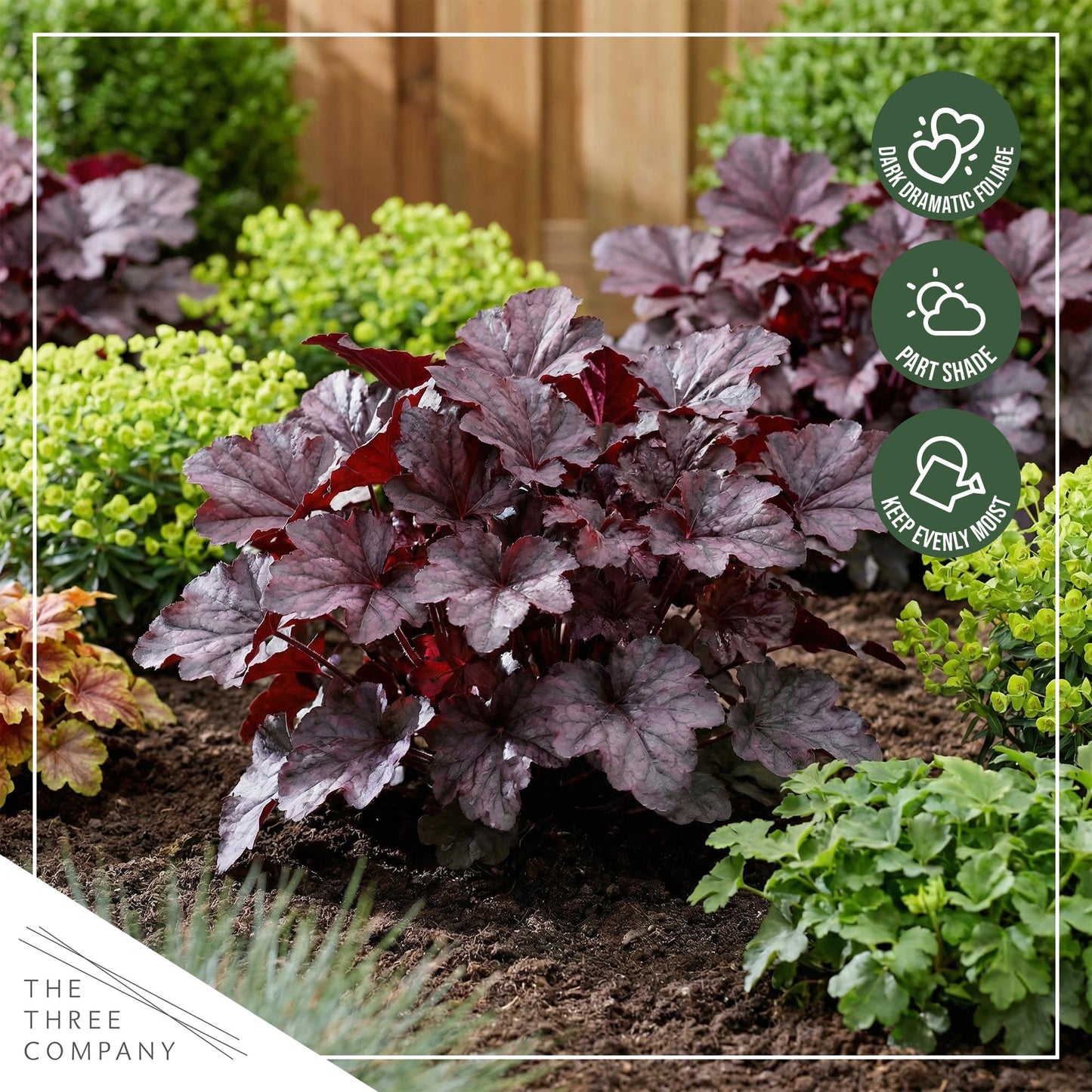 Live Heuchera Coral Bells 2-Pack – Palace Purple – Shade Perennial Foliage Plant, 10” Tall, 1 Qt Pot