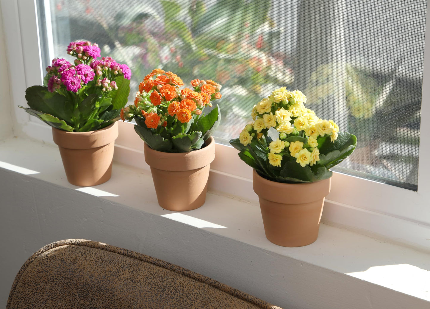 Kalanchoe Flower Plants 3PK in Terracotta Pots, Desk Plant Decor, Live Succulent Gifts for Plant Lovers, Kalanchoe Plants Live Houseplants, Live Succulents Plants Live Flowers by Plants for Pets