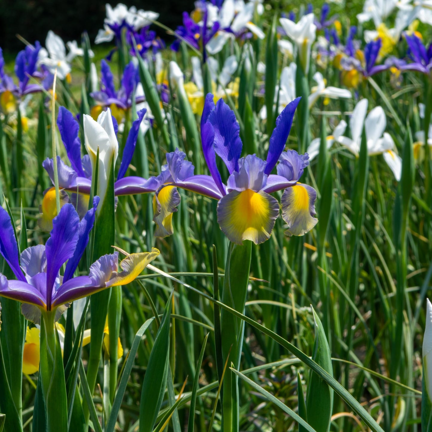 Dutch Iris Bulb Collection – Premium Mixed Blooms in Blue, White & Yellow | Late Spring Hardy Perennial Flowers for Beds, Borders & Containers – Attracts Pollinators – Zones 3–8 - (45 Bulbs)