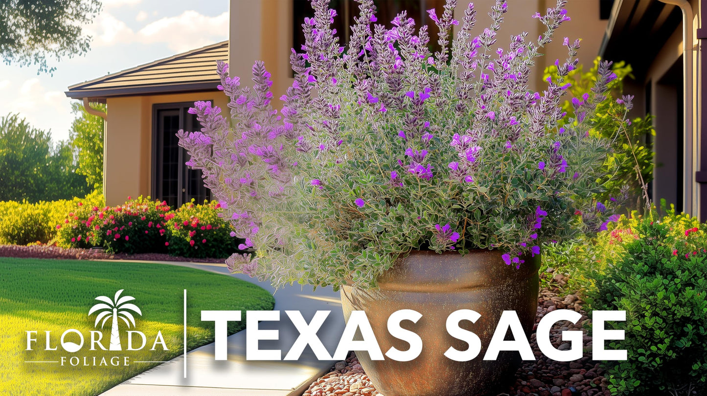 Texas Sage | 1 Extra Large Trade 3 Gallon Plant | Leucophyllum frutescens | Drought Tolerant | Low Maintenance Landscaping