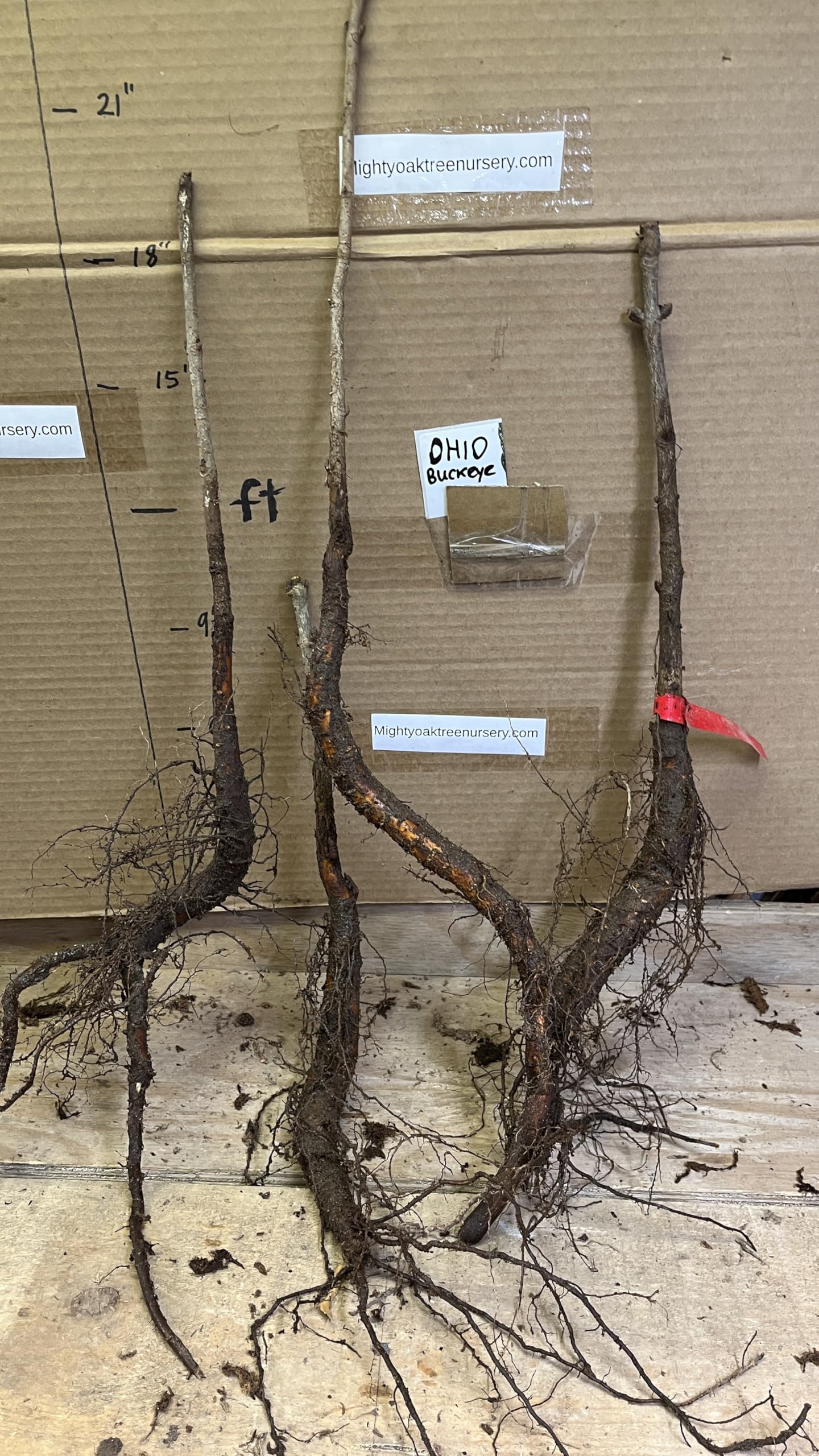 12-14" Tall Ohio Buckeye (Aesculus glabra), Bare Root 2 Year Old Plant