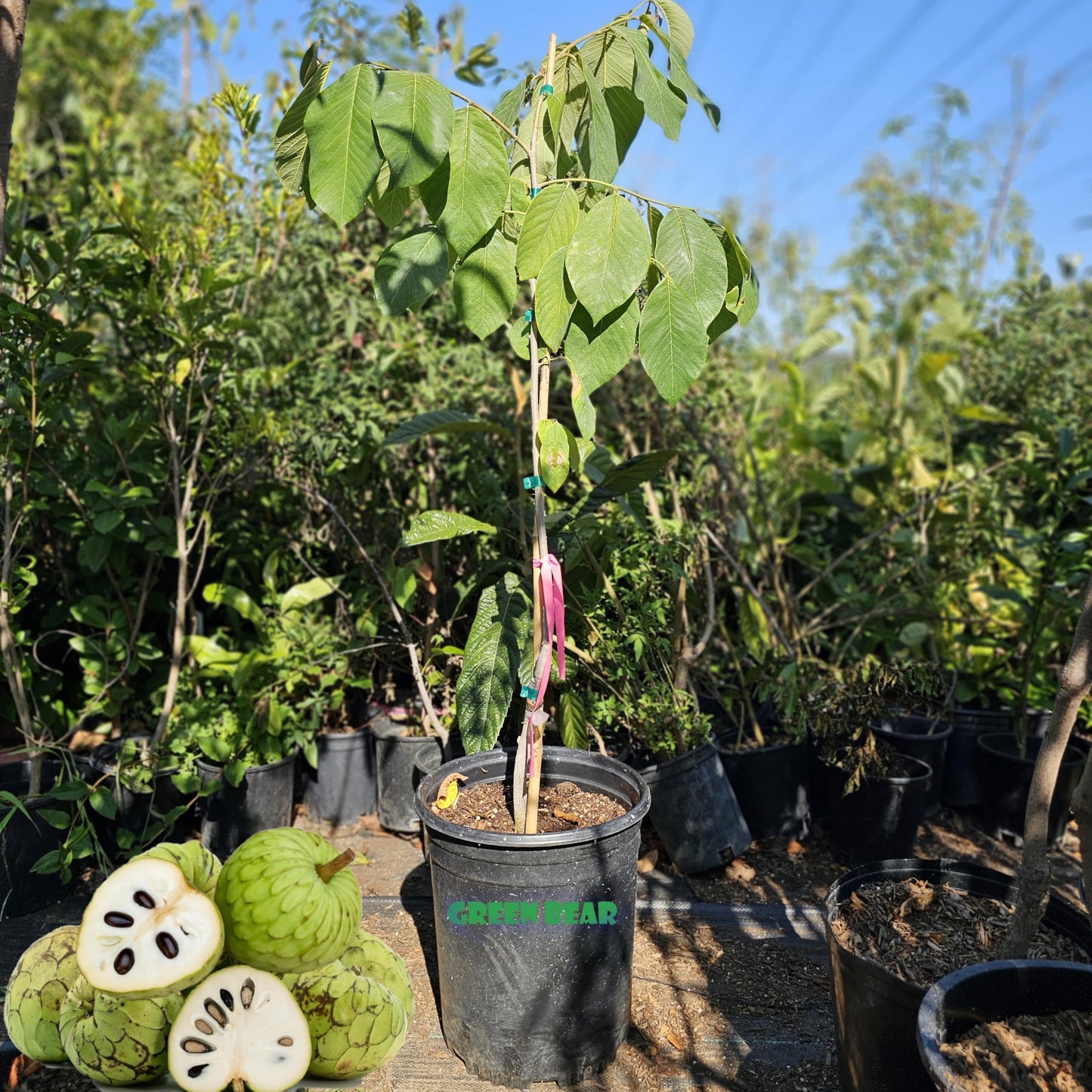 Premium Cherimoya Fruit Tree, Live Plant, South American Tropical Variety, Potted Seedling for Garden or Orchard (DR White Grafted, 4-5 FT Tall Potted for A 15 Gallon or Bigger)