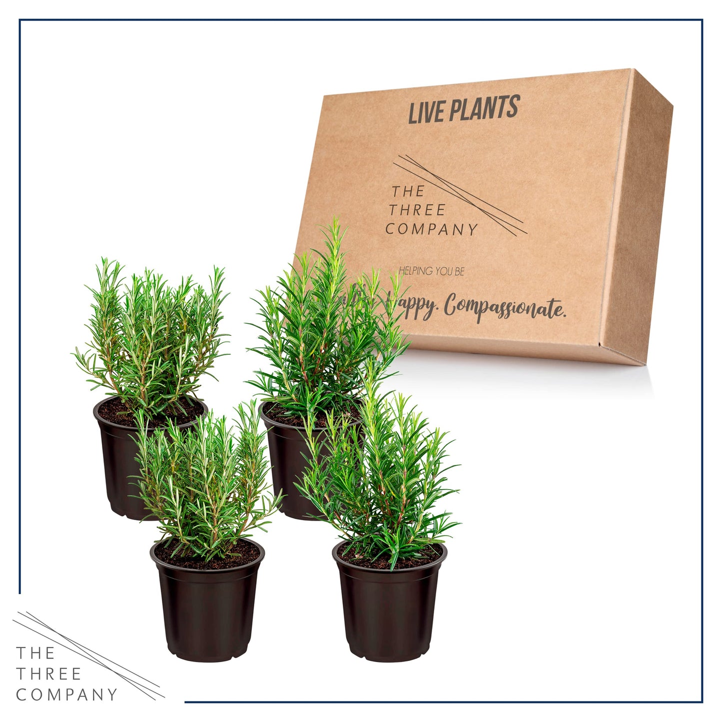 Live Aromatic and Edible Herb - Rosemary (4 Per Pack), Naturally Improves Breathing and Air Quality, 8" Tall by 3" Wide