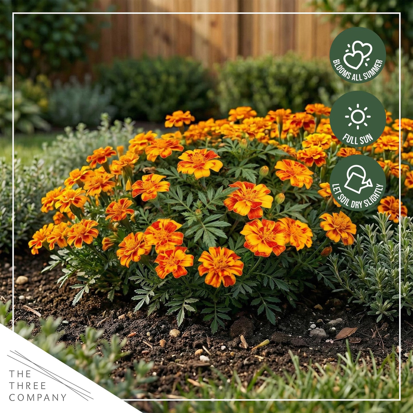 Live Flowering Marigold - Durango Bolero (4 Per Pack), Beautiful Spring Color, 8" Tall by 4" Wide in 1 Pt Pot