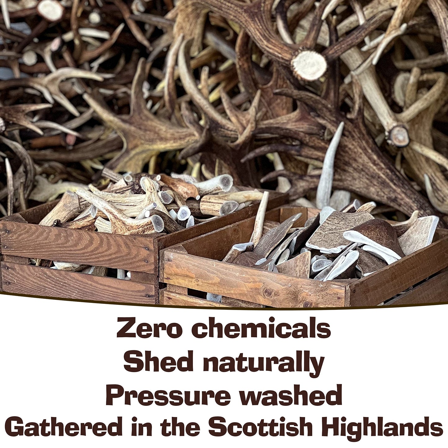 Antler Chew – Large Antler Dog Chew (130–180g, From 13cm) | Naturally Shed & Sanded | Long-Lasting, Odourless Chew for Moderate Chewers | Supports Dental Health