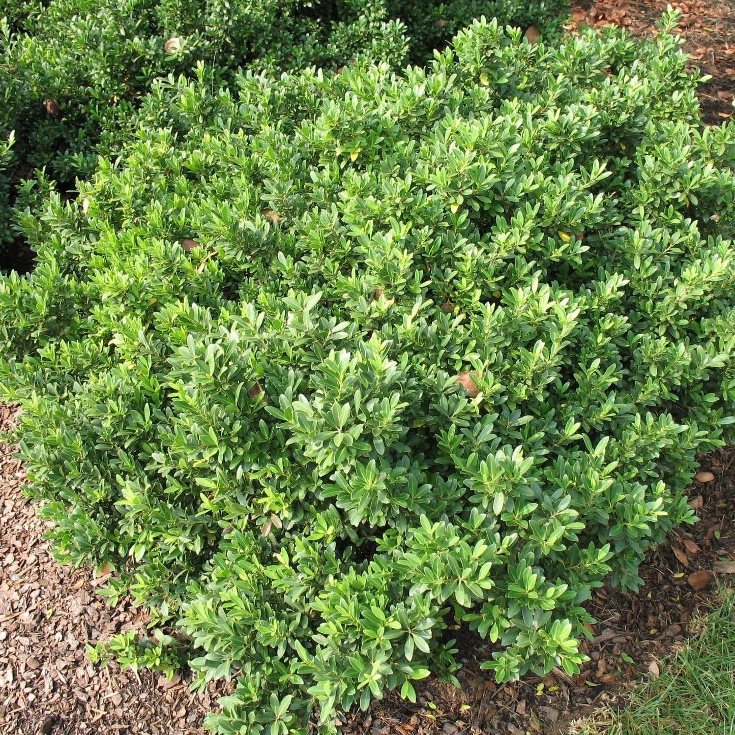 Hoogendoorn Holly Shrub I 3 Live Plants I Ilex Crenata | Lustrous Evergreen for Hedging, Privacy Screens, and Decorative Accents