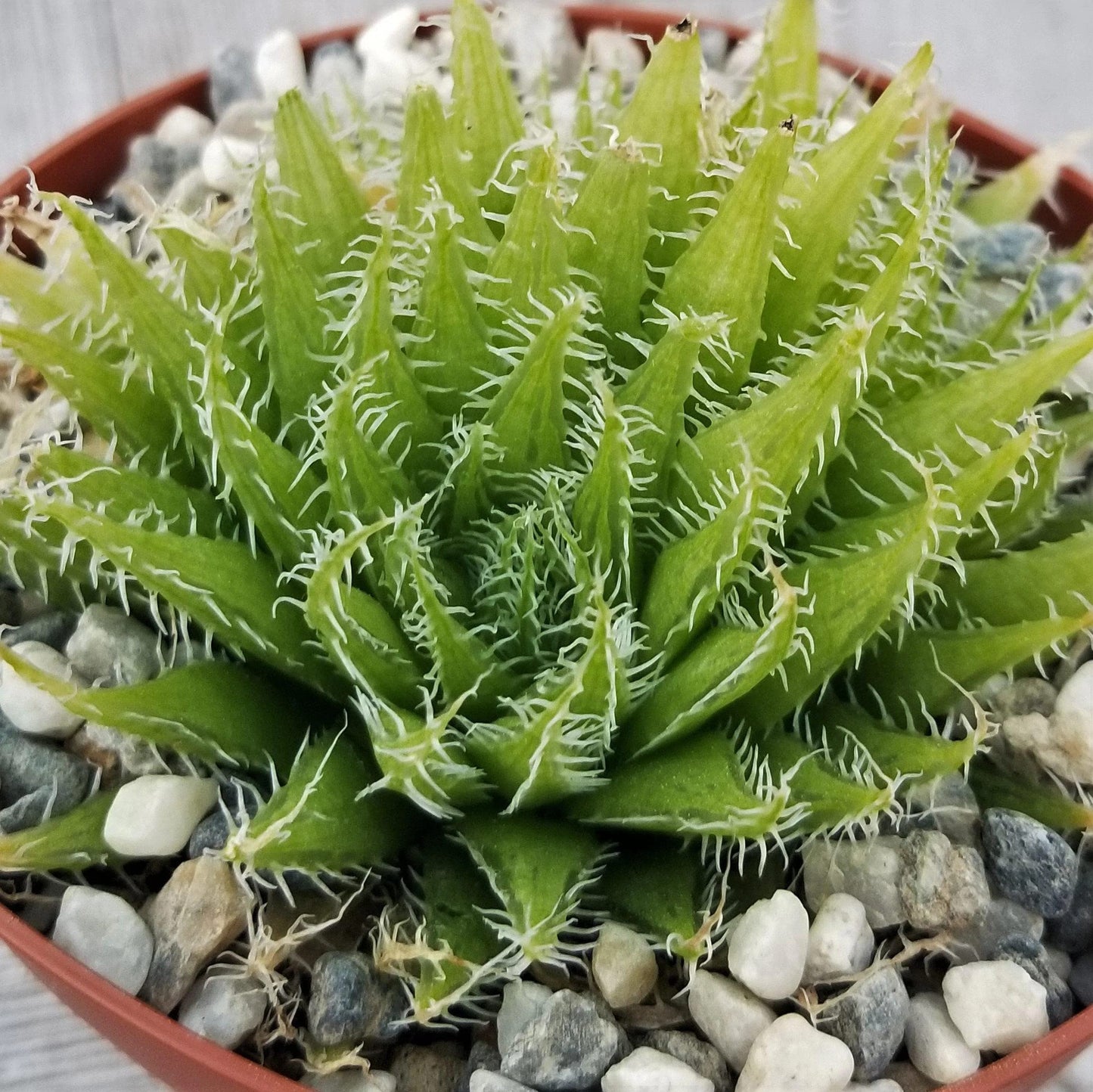Haworthia aracnoidea xiphiophylla Cacti Cactus Succulent Real Live Plant
